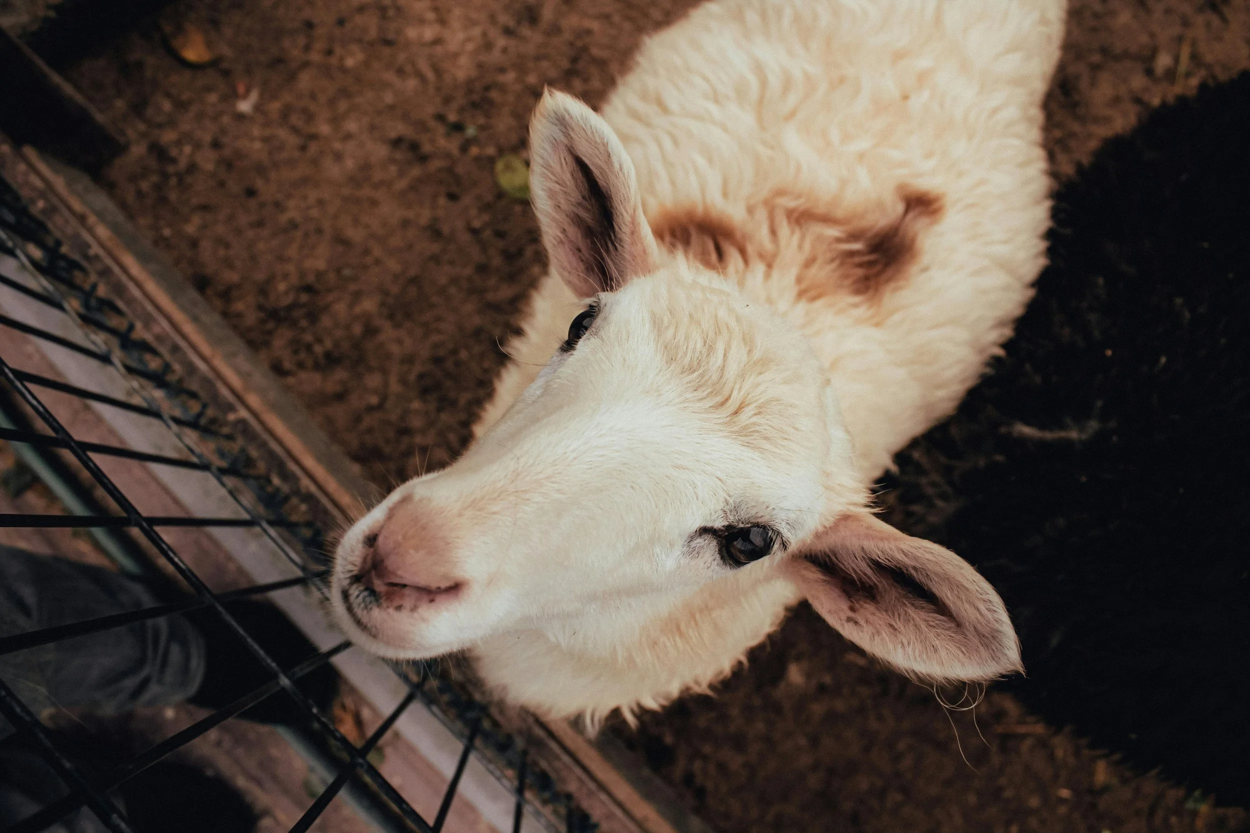 Identité visuelle pour producteur breton spécialisé en élevage de brebis et fabrication de fromage en Bretagne.