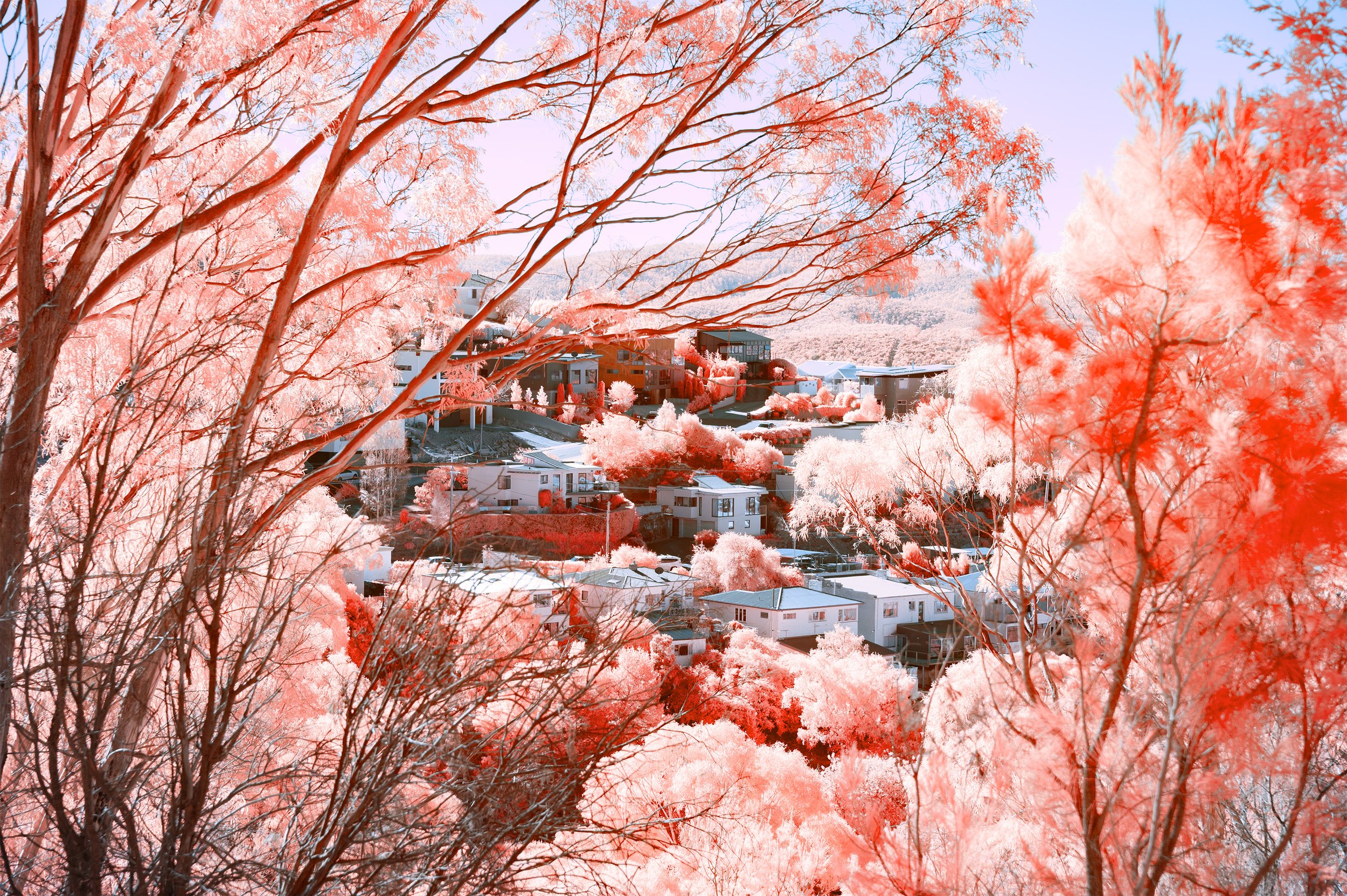 A vibrant infrared photograph of Tasmanian houses nestled within the trees
