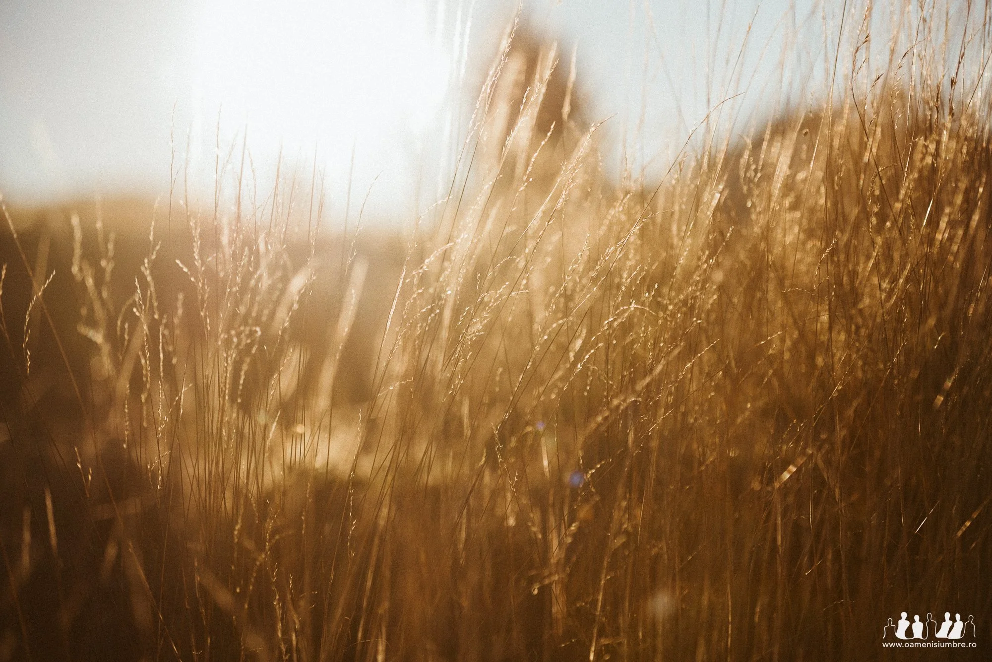 Fotografie de nunta Amfiteatrul Transilvania_4.jpg