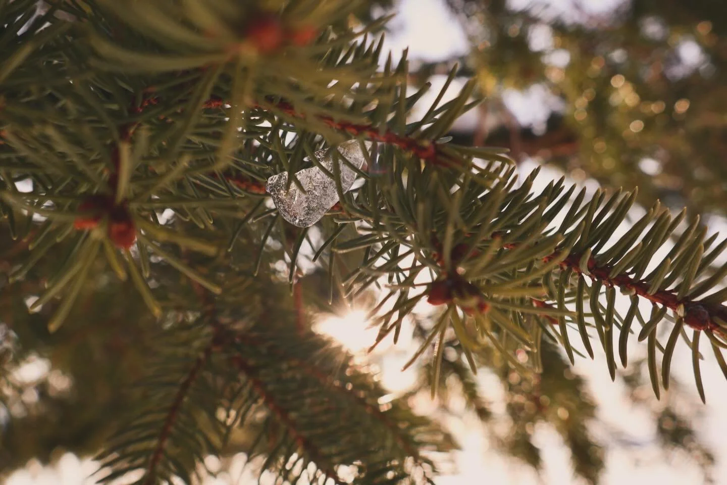 Dame Nature ✨

Photo prise par @maeyva_pachamama 🫶🏼