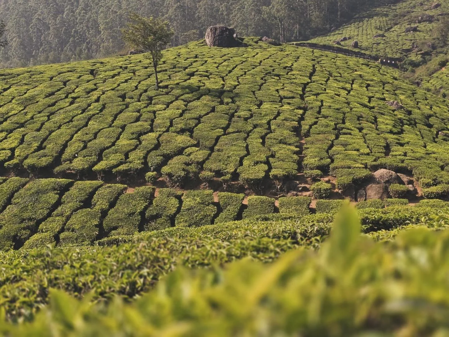 ~ NATURE ~ ✨🌿

Pour nous, la nature est au c&oelig;ur de tout, c&rsquo;est pourquoi nous allons plus loin dans notre concept avec des produits les plus &eacute;co-responsables possible et une provenance au maximum europ&eacute;enne. 

Photo prise pa