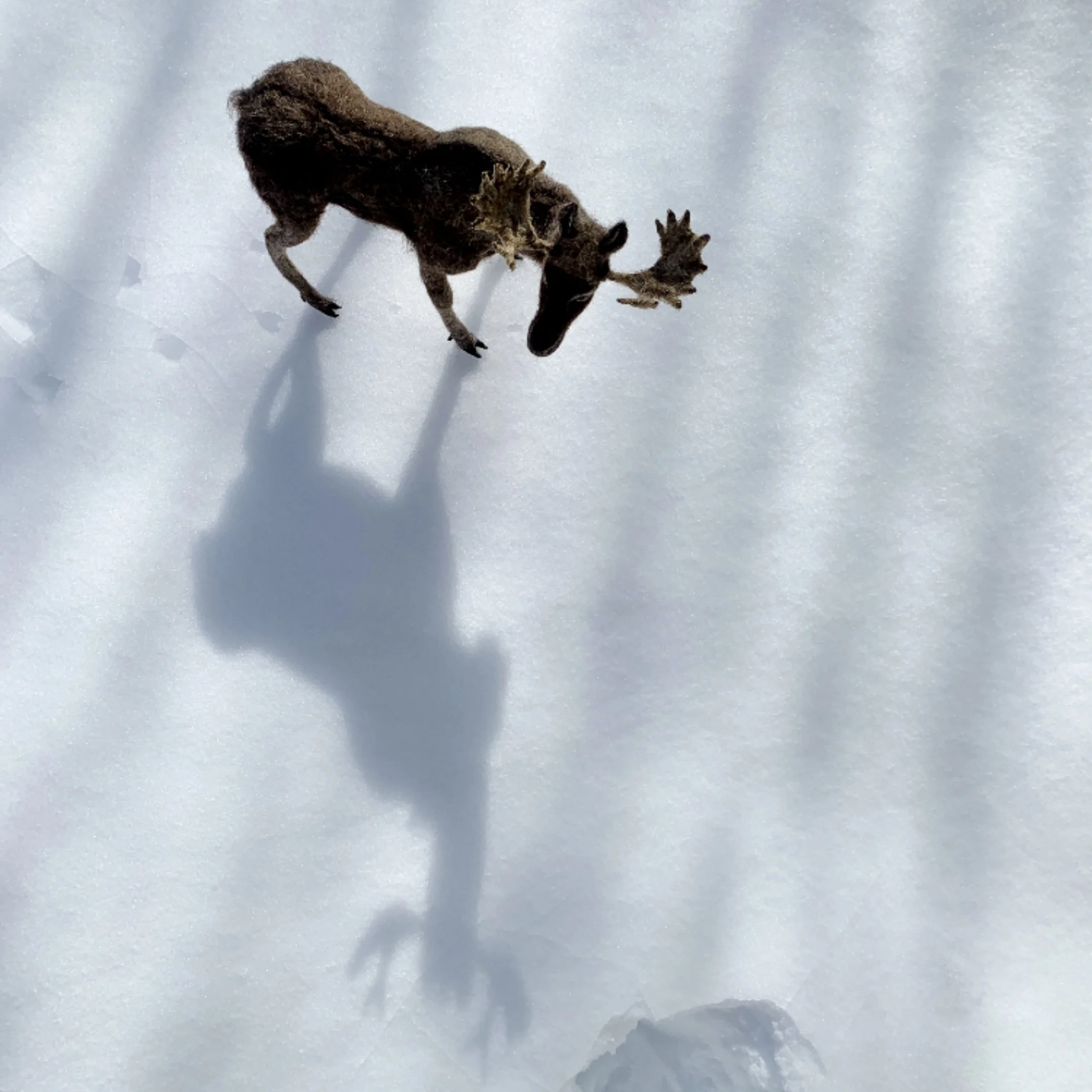 Northern Wild