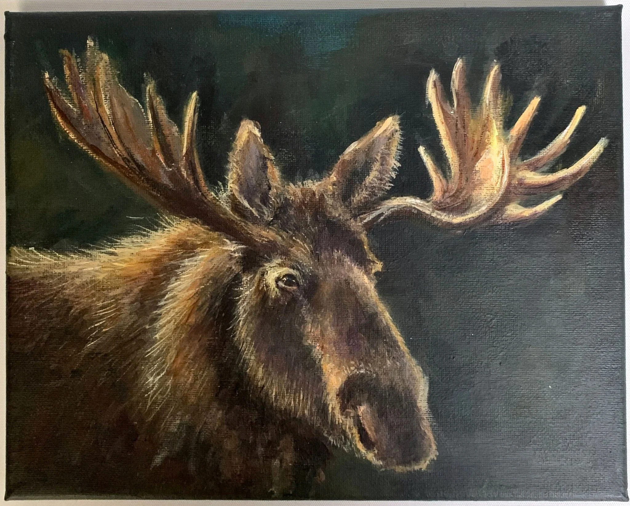 Bull moose | Acrylic on Canvas | 8 × 10 in | 2026