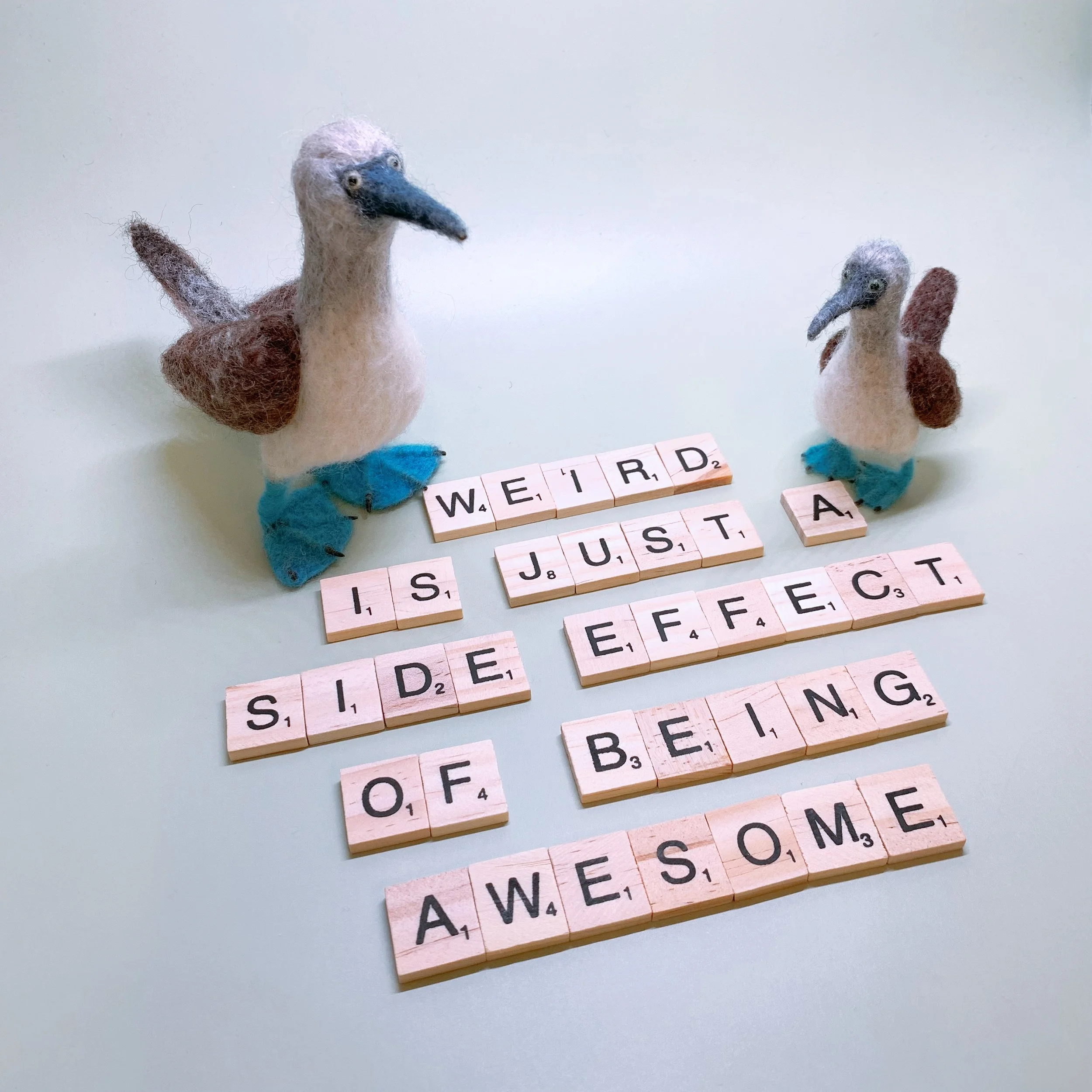 Blue-footed boobies | 2024