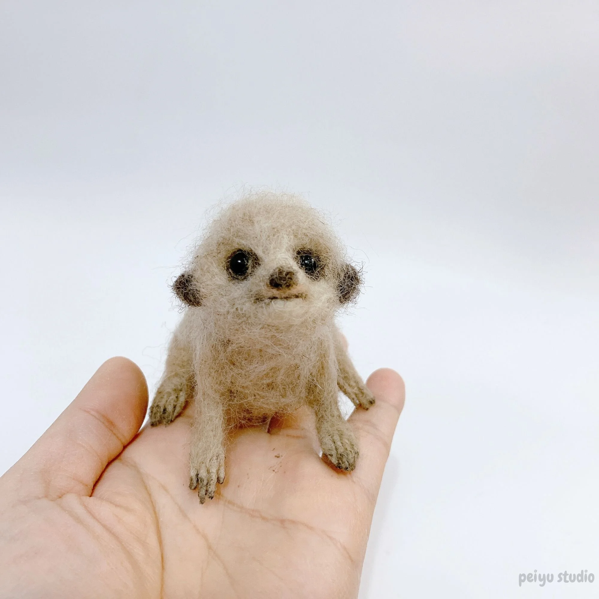 Baby meerkat | 2025