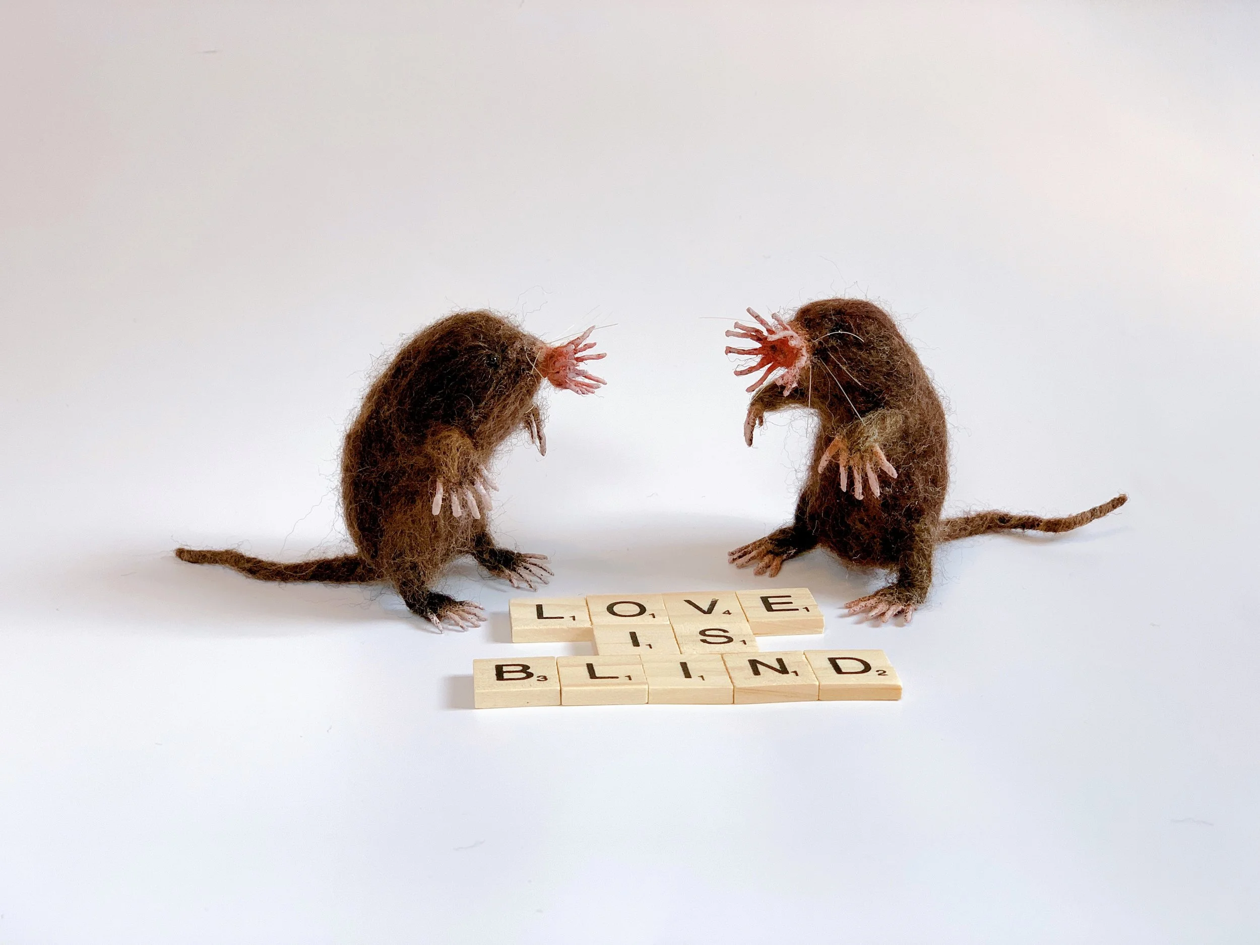Star-nosed mole | 2025