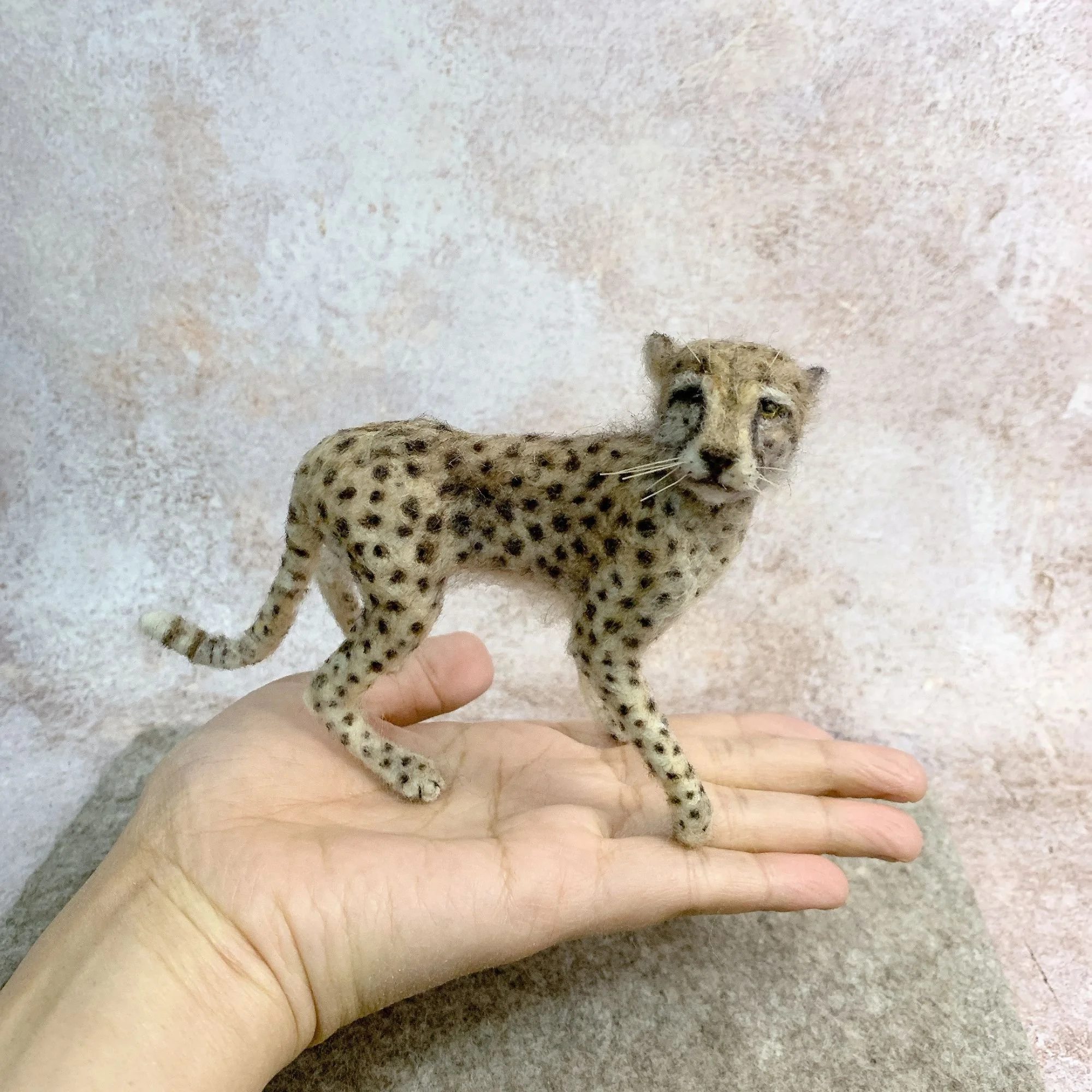 Adult Cheetah | 2026 | Sold
