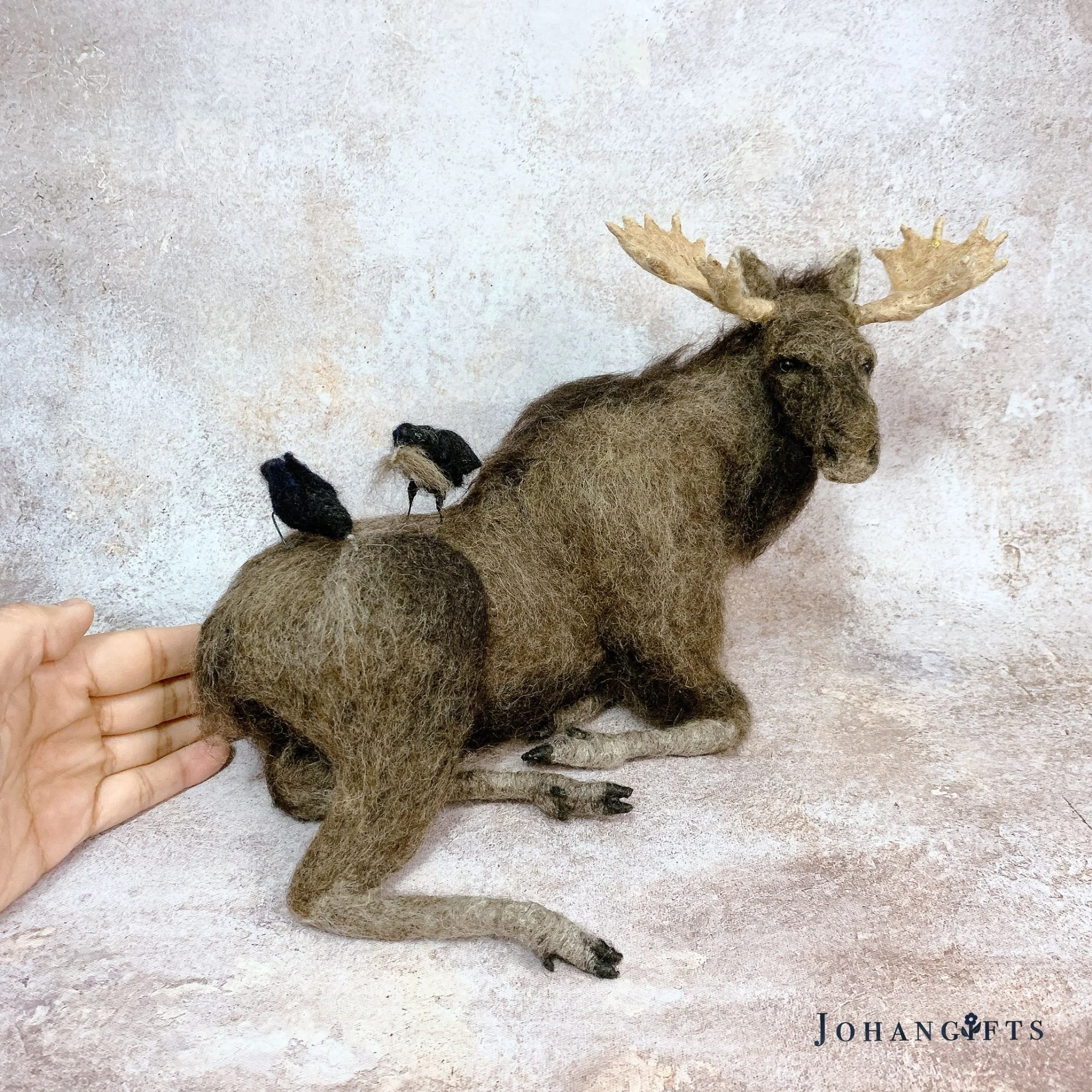 Bull moose & crow | 2026
