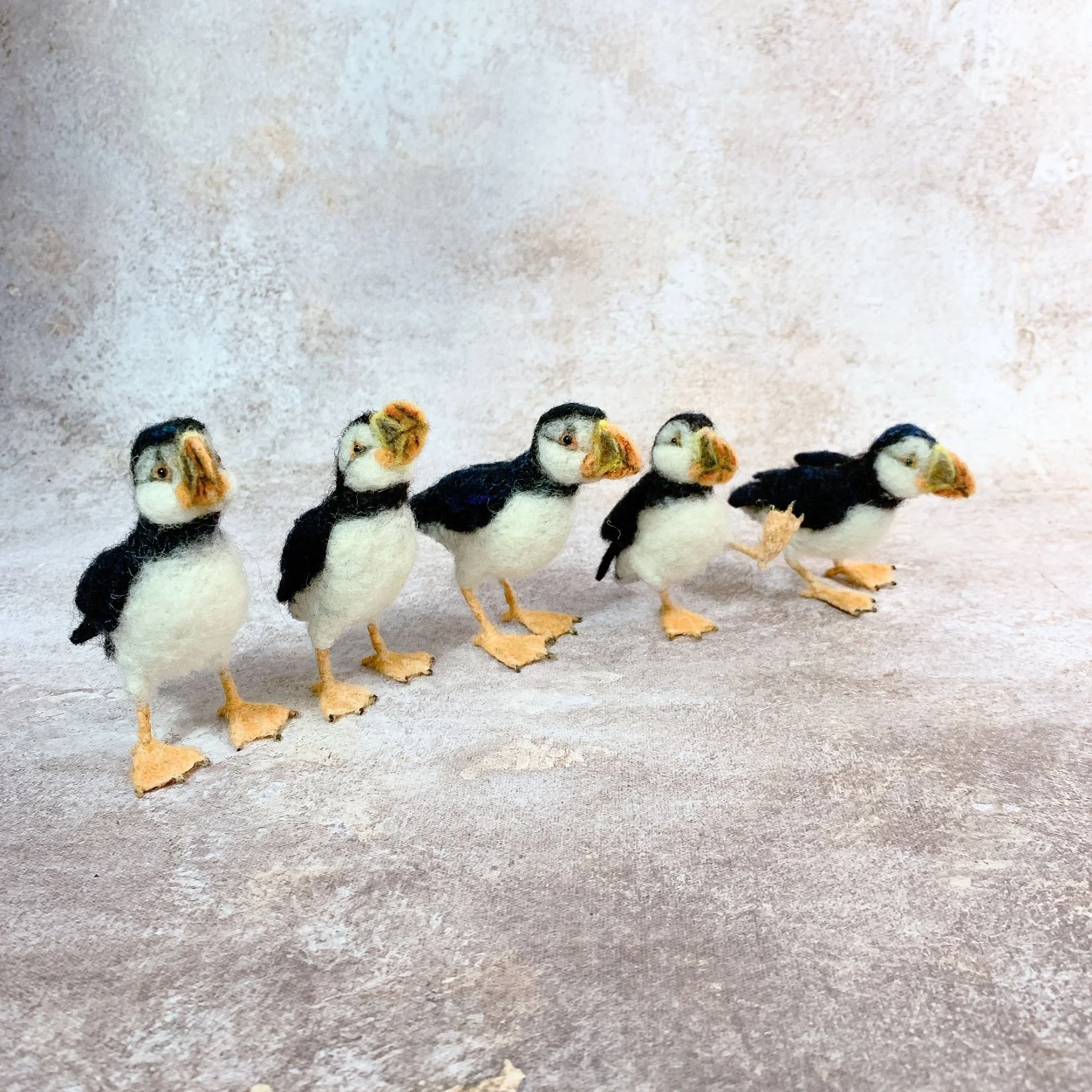 Atlantic puffins | 2026
