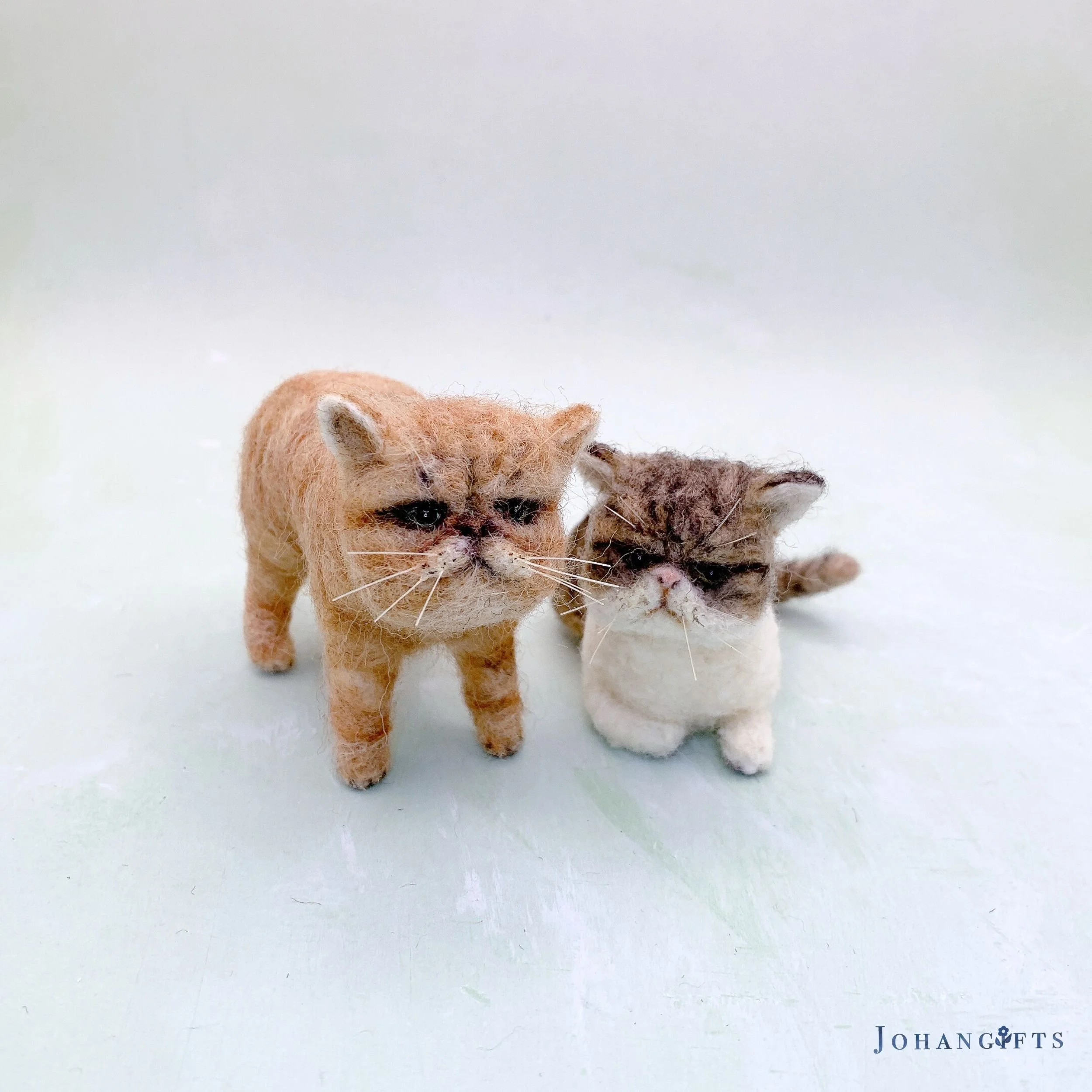 Exortic Shorthair | 2026