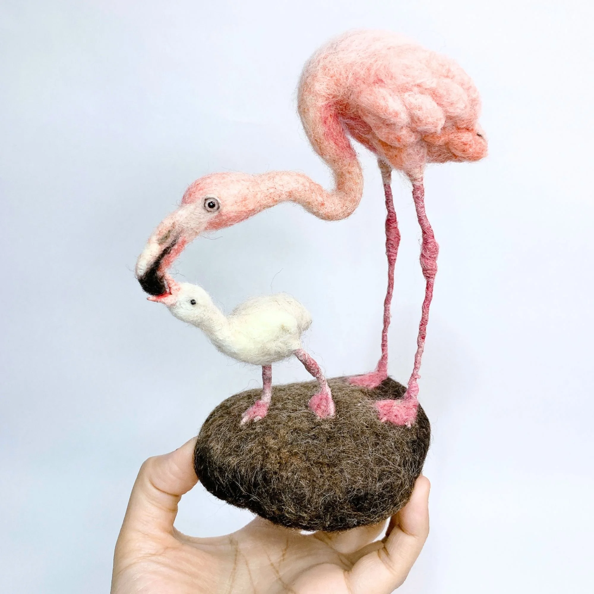 Flamingo feeding | 2026