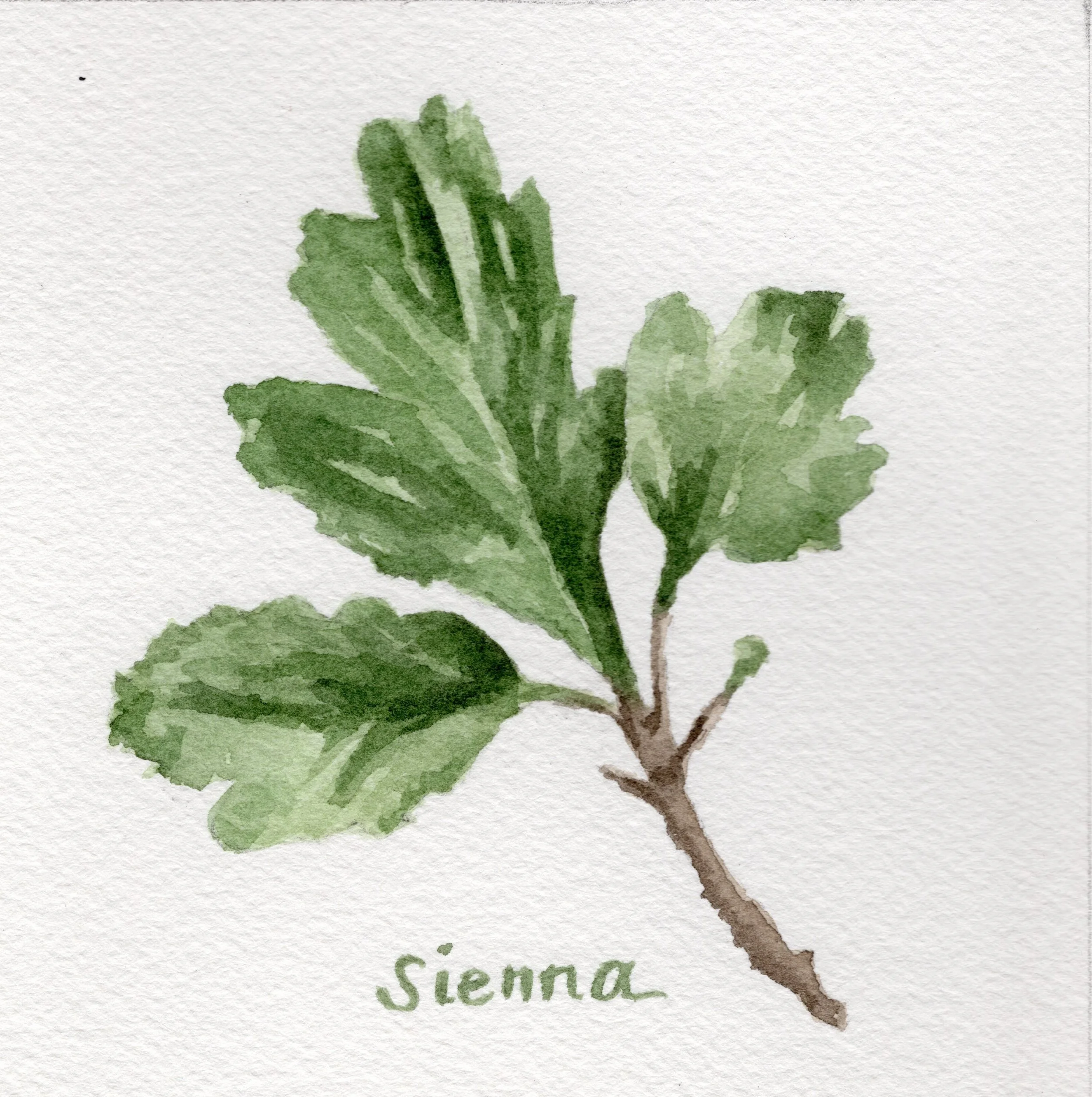 Sienna Leaf.jpg