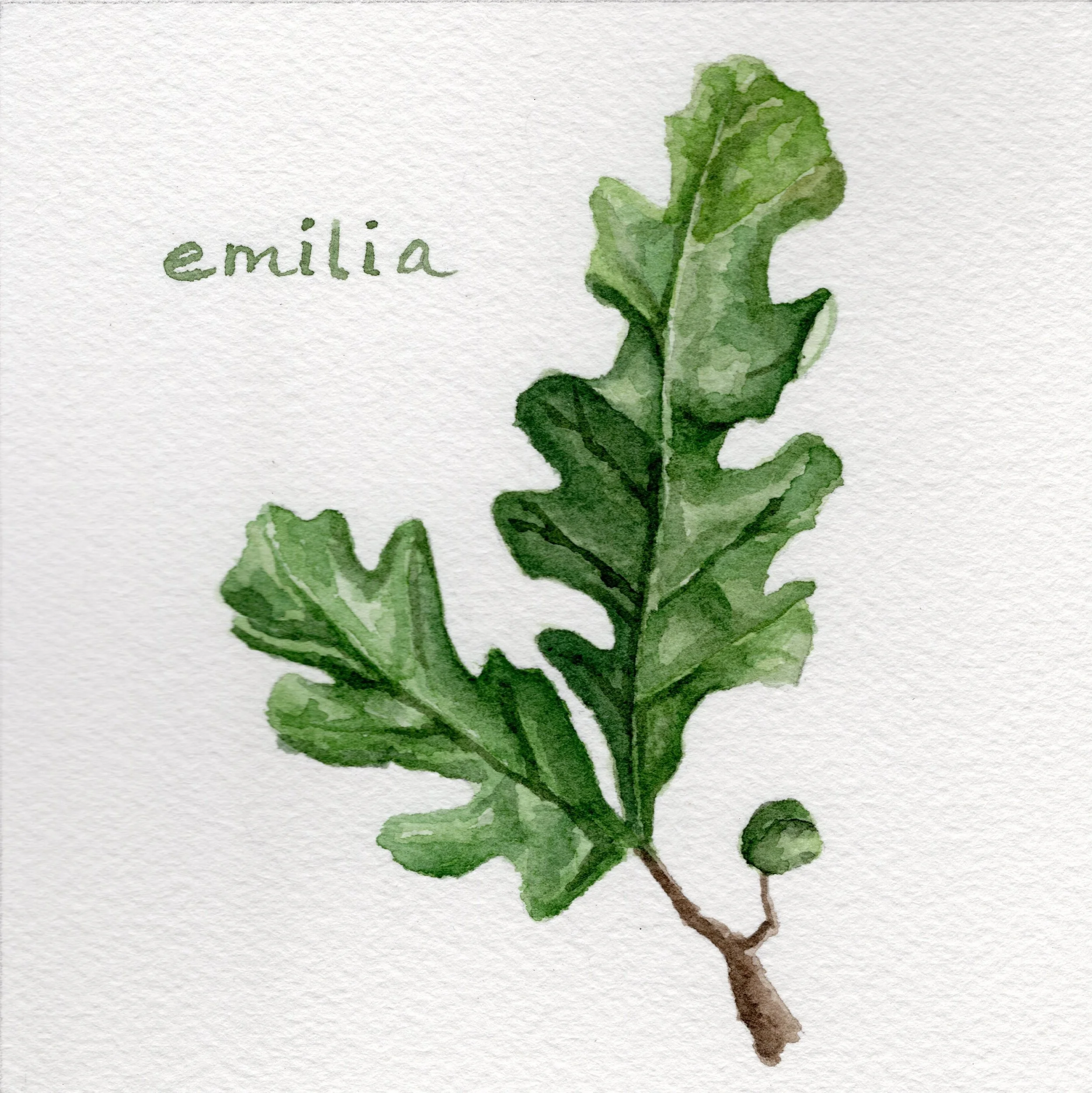 Emilia Leaf.jpg
