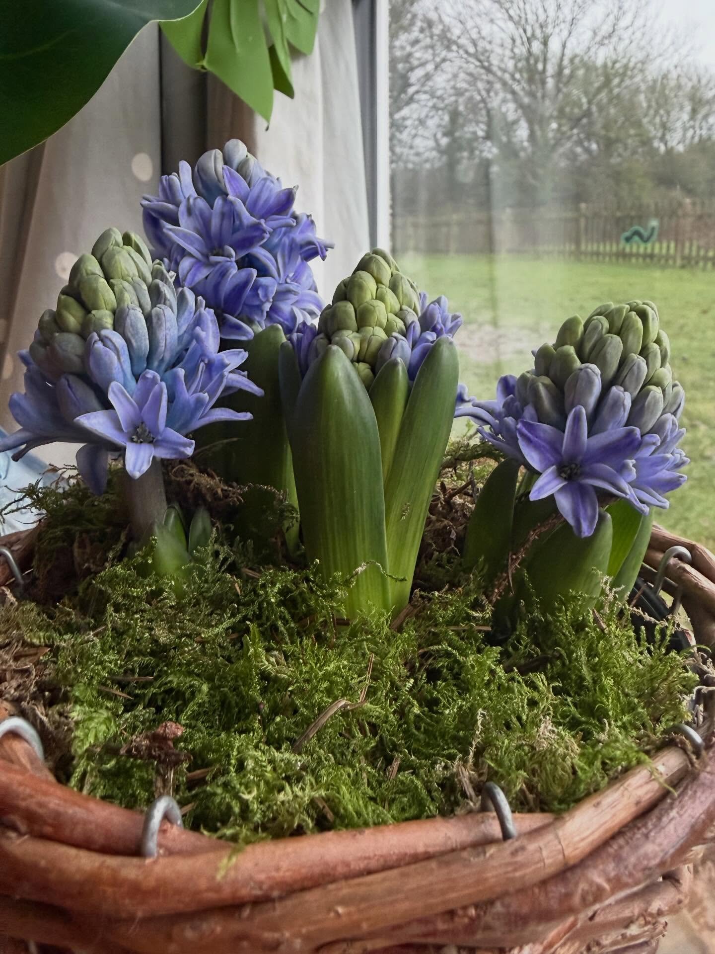 We love bringing the natural world into our nursery.
..
..
Having real flowers in our setting, like this beautiful hyacinth, supports children&rsquo;s learning in so many ways.
..
..
🪻 Encourages curiosity and respect for living things
🪻 Supports s