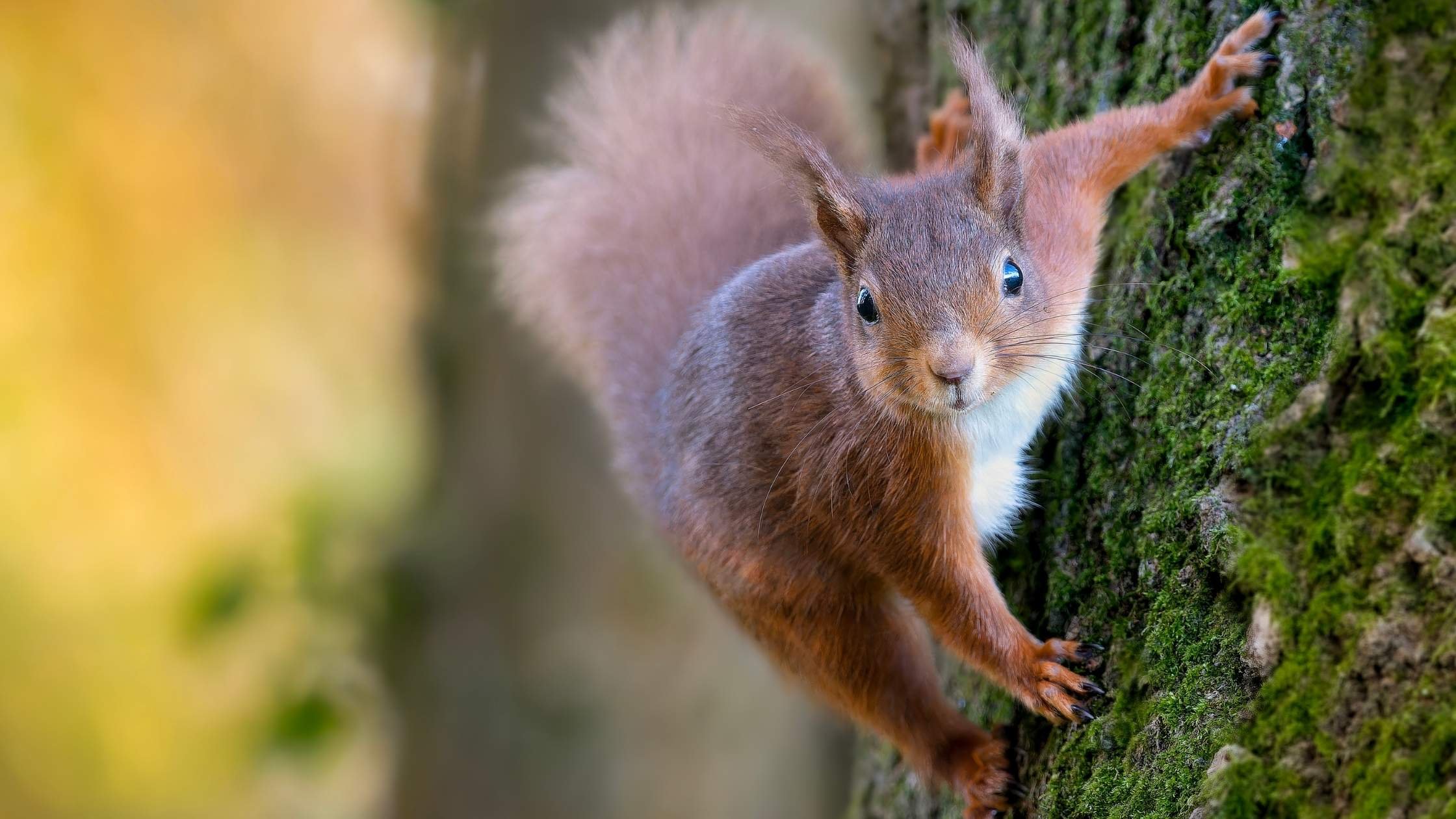 Cute squirrel gathering nuts, symbolising a Squirrel Day where small tasks are tackled one by one to build momentum and reduce overwhelm