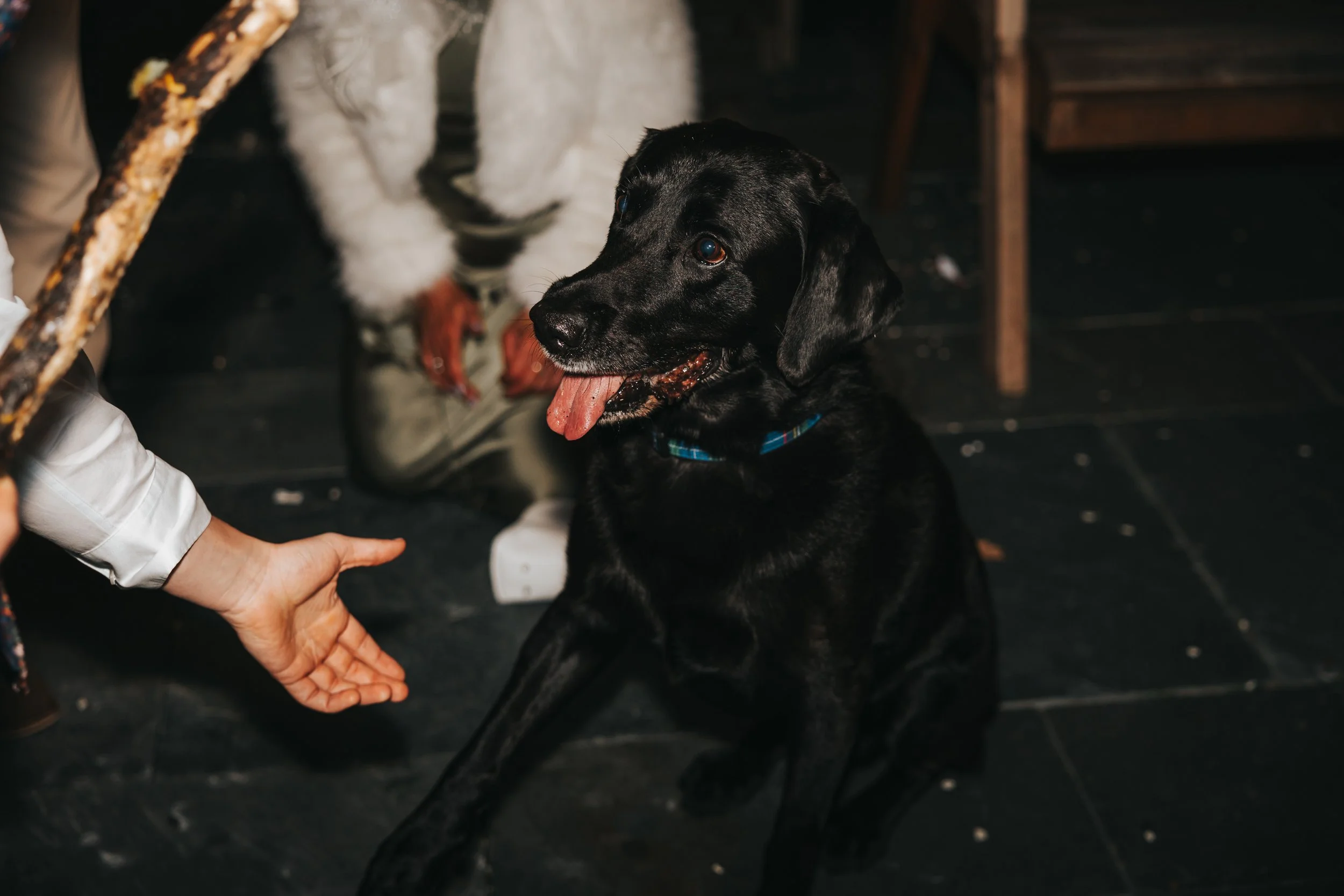 Black Labrador puppy sitting on a dark floor, panting with tongue out, person reaching out hand towards it, other dog standing in the background.