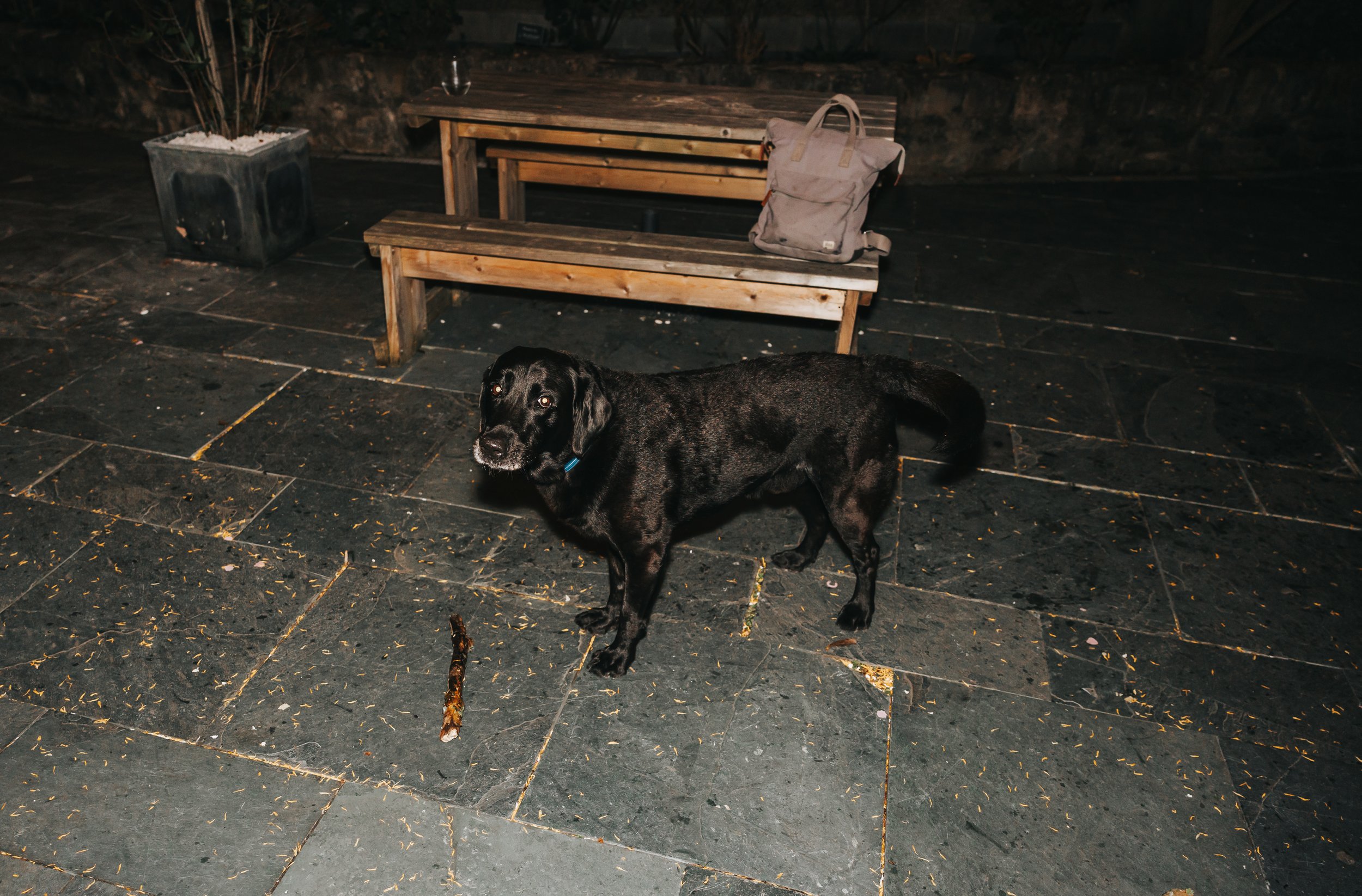 A black dog standing on a tiled outdoor patio at night, looking towards the camera, with a wooden bench, a backpack, and a plant in the background.