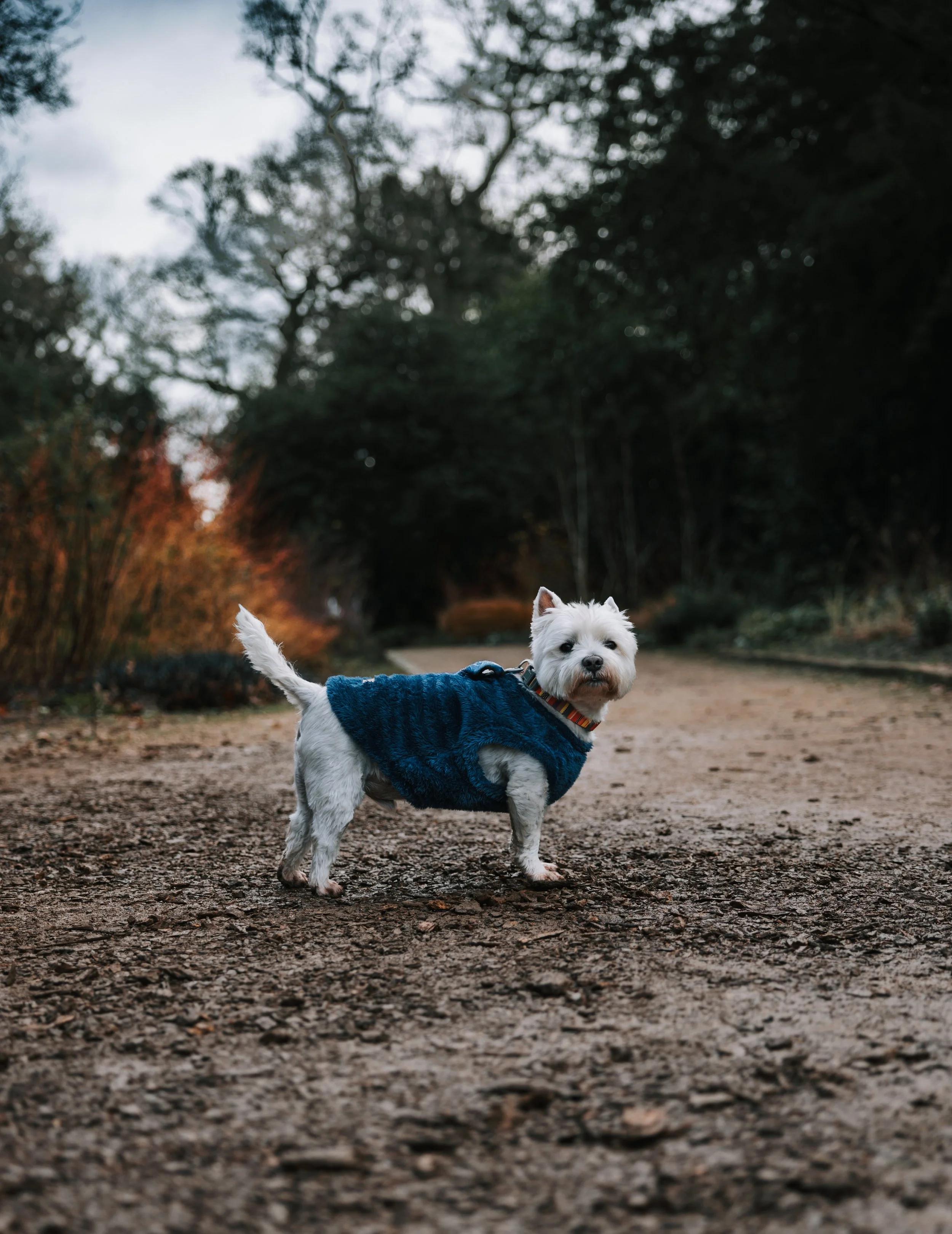Dog Hylands.jpg