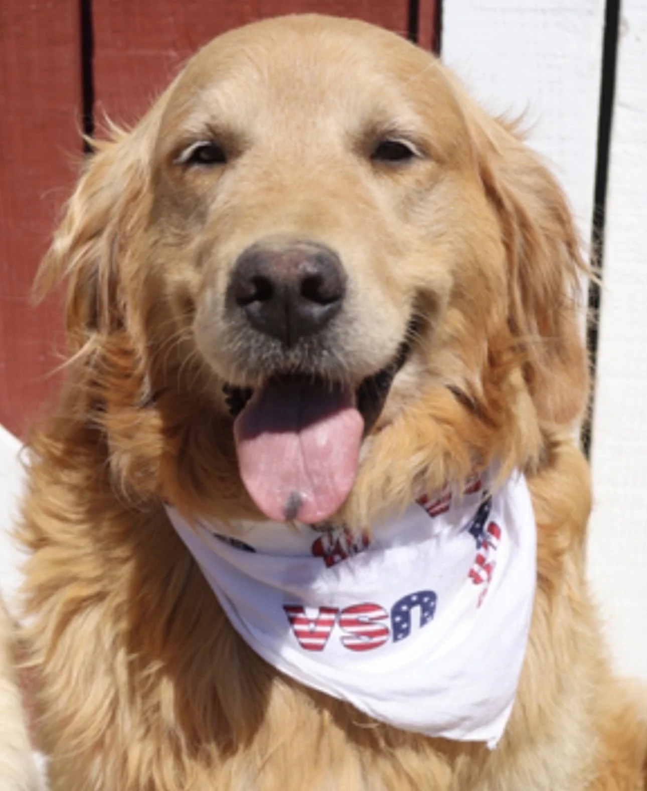 Missing Golden Retriever - “Colt”