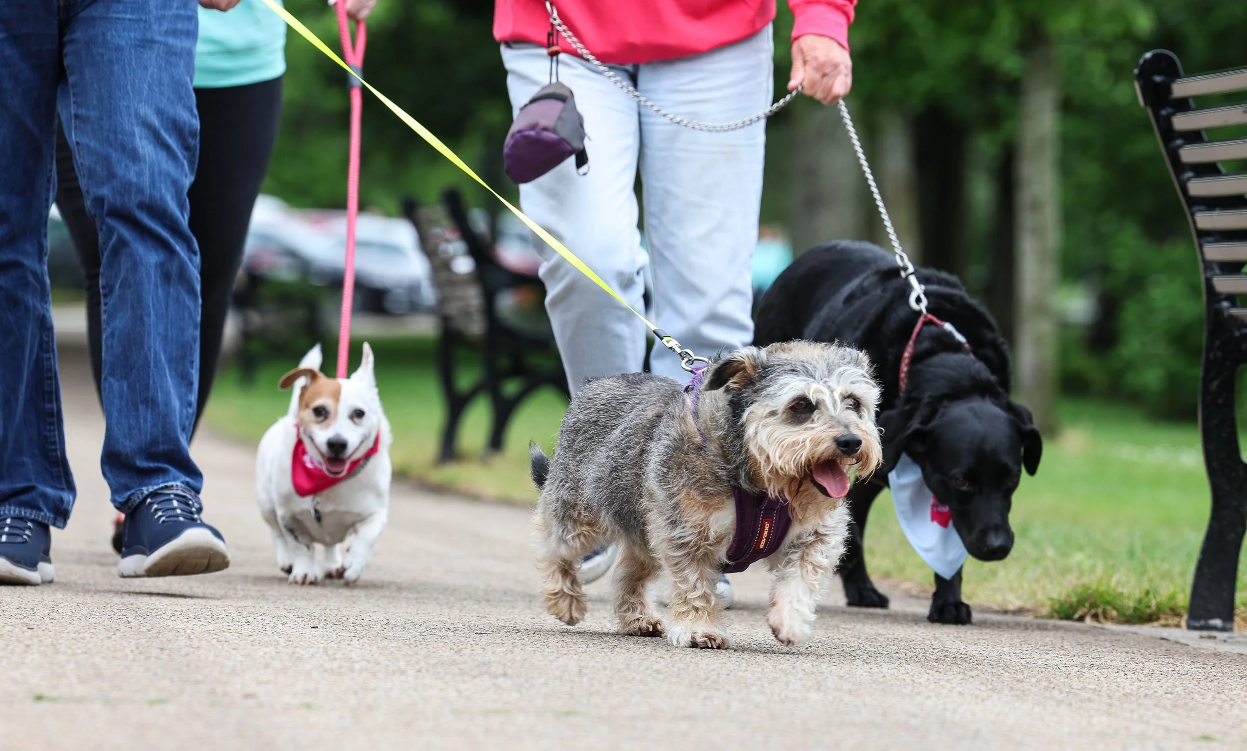 JOIN US FOR A LUNCH TIME DOGGIE DANDER