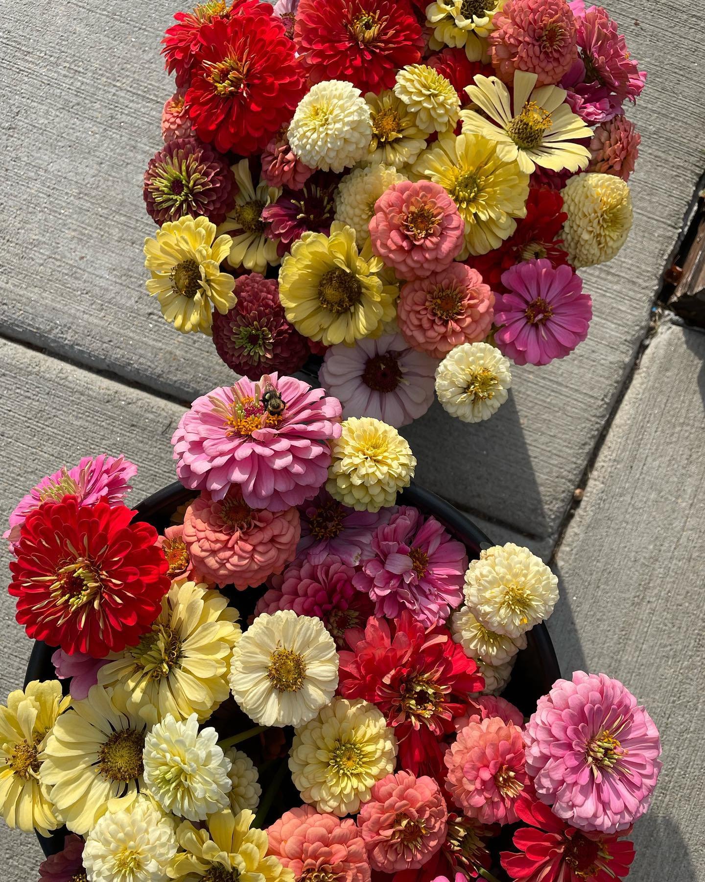 No filter needed for these beauties 😍#zinnias #cutflowers #floretflowers @floretflower