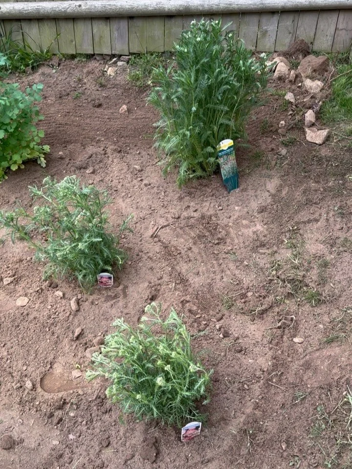 Perennials in the ground