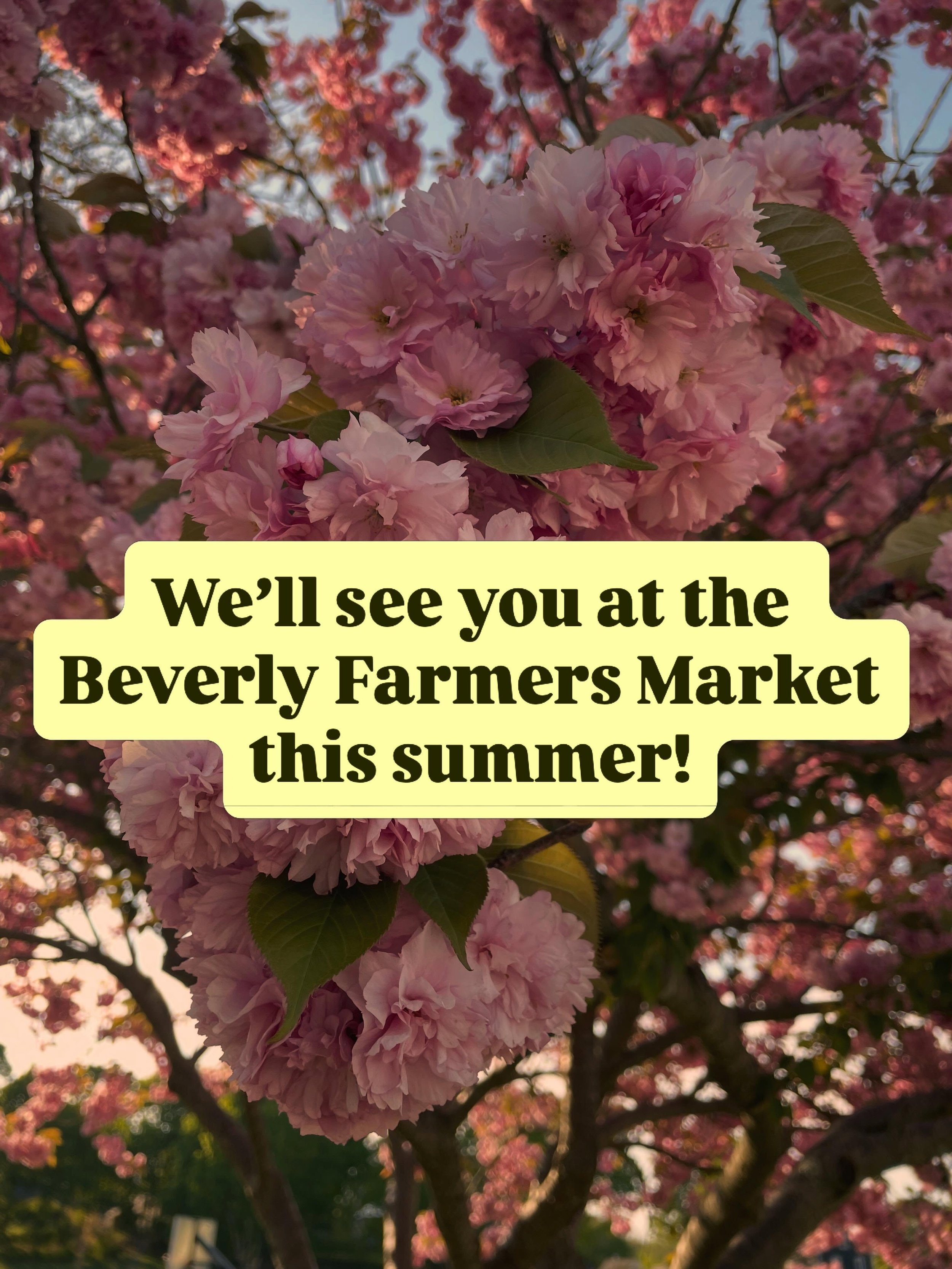 Accepted to the Beverly Farmers' Market