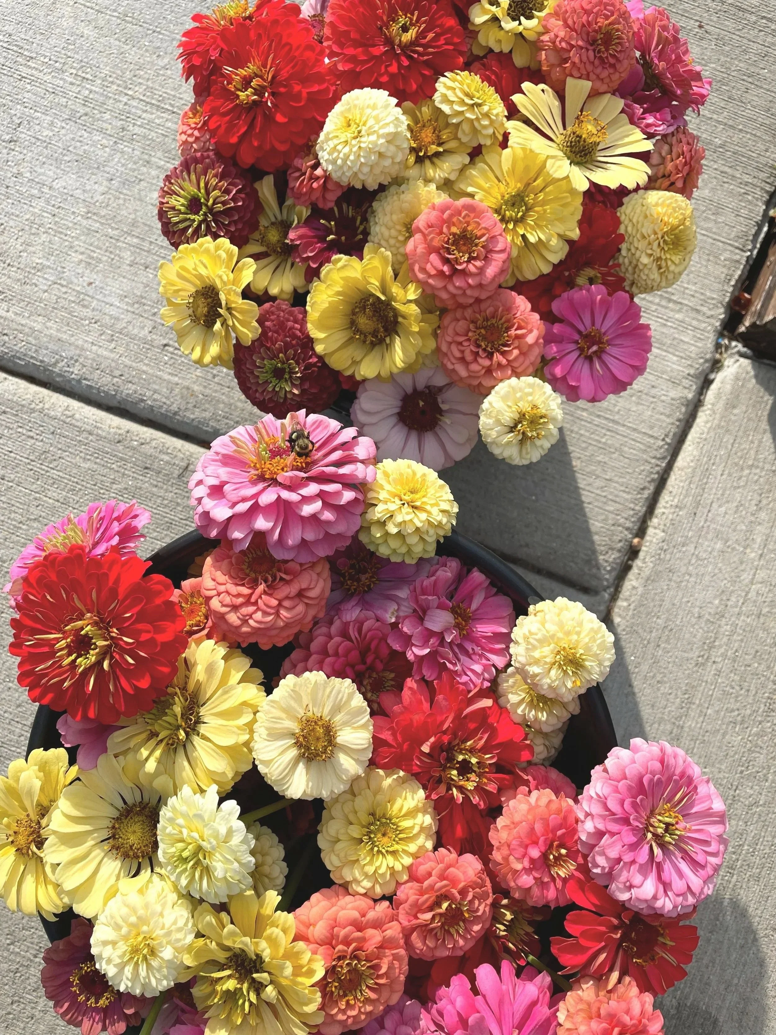 Fresh cut flowers from Beverly Flower Farm