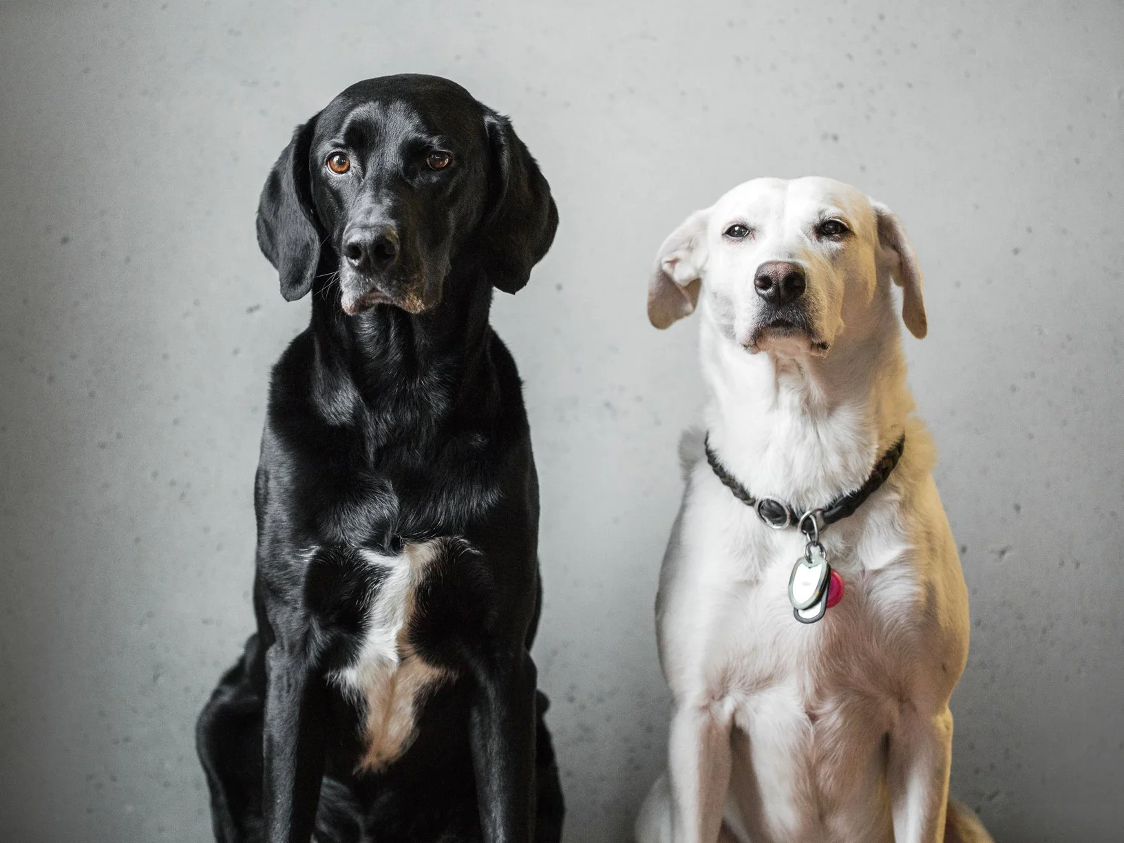 Two dogs sitting side by side, both looking forward