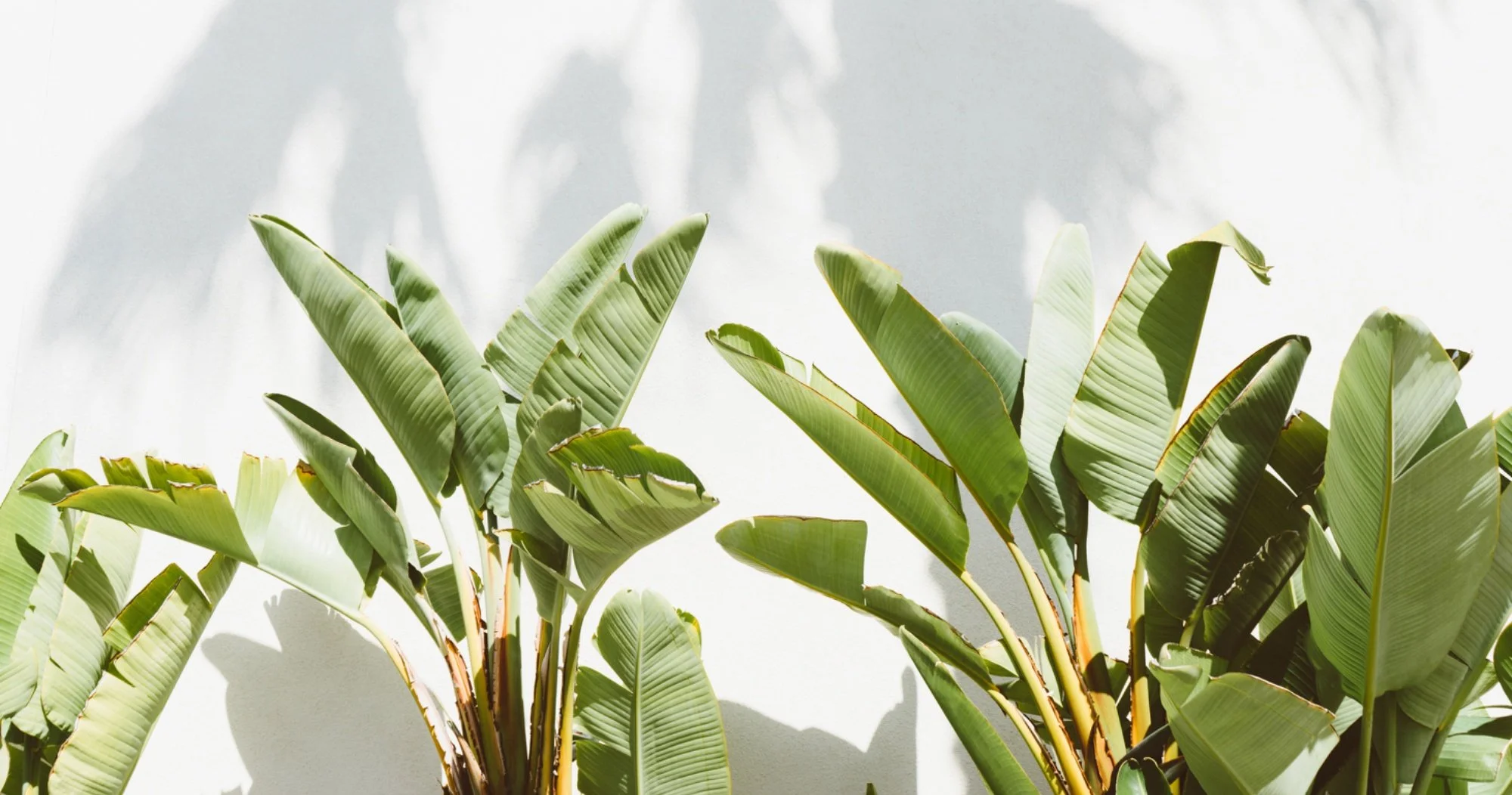 Banana palm leaves against a white wall with soft shadows