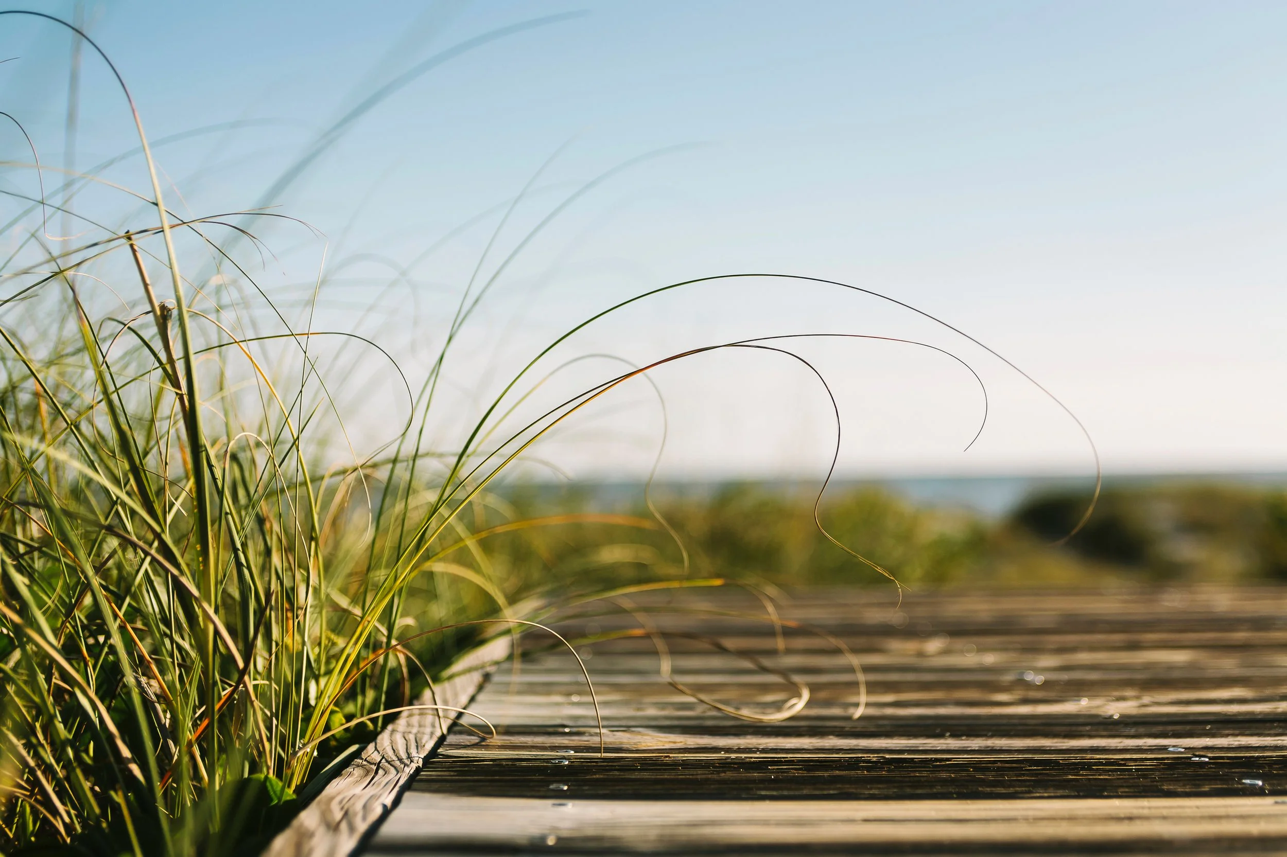 Weathered boardwalk with sea grass and ocean in the distance