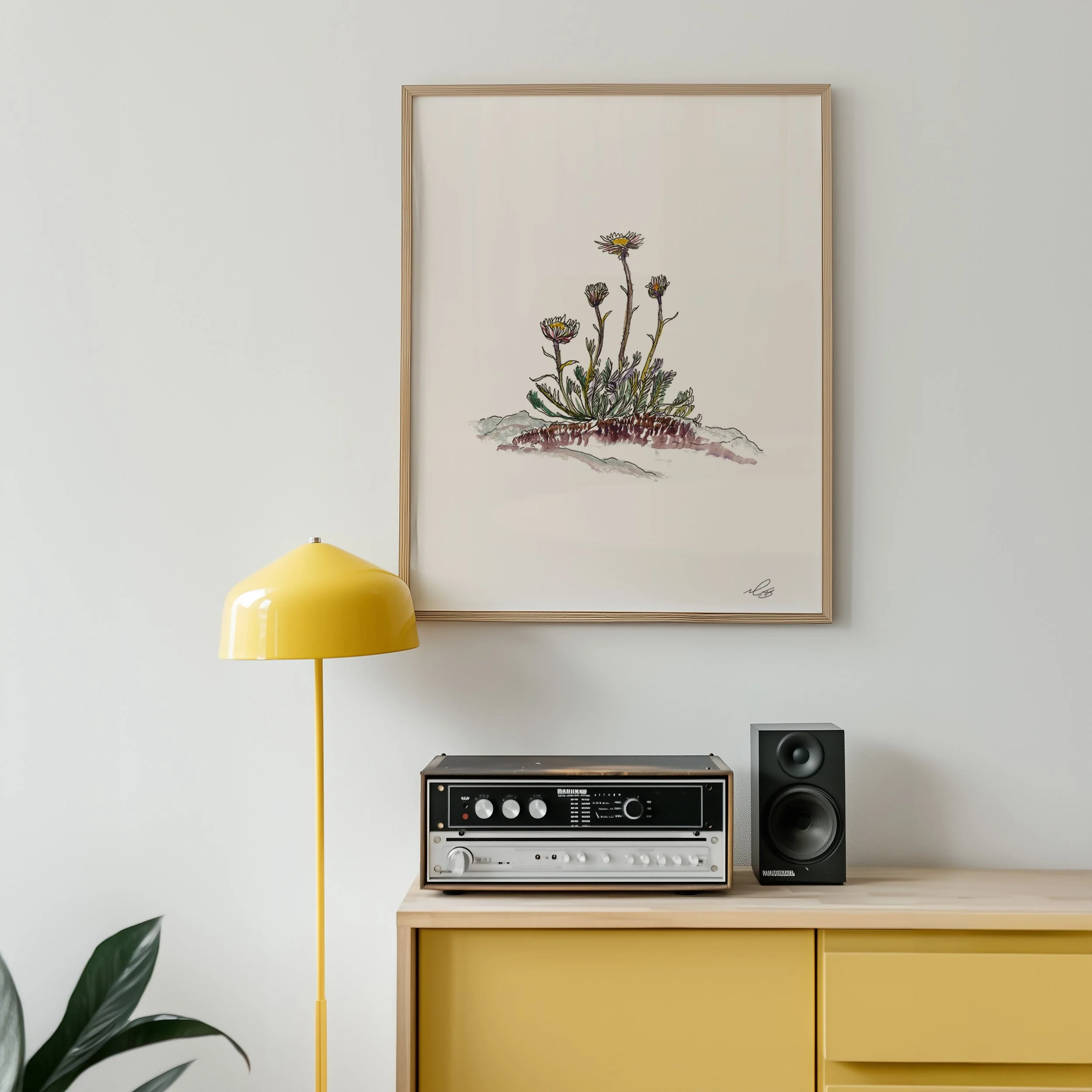 Watercolor Art of Alpina Aster - Colorado's Wildflower