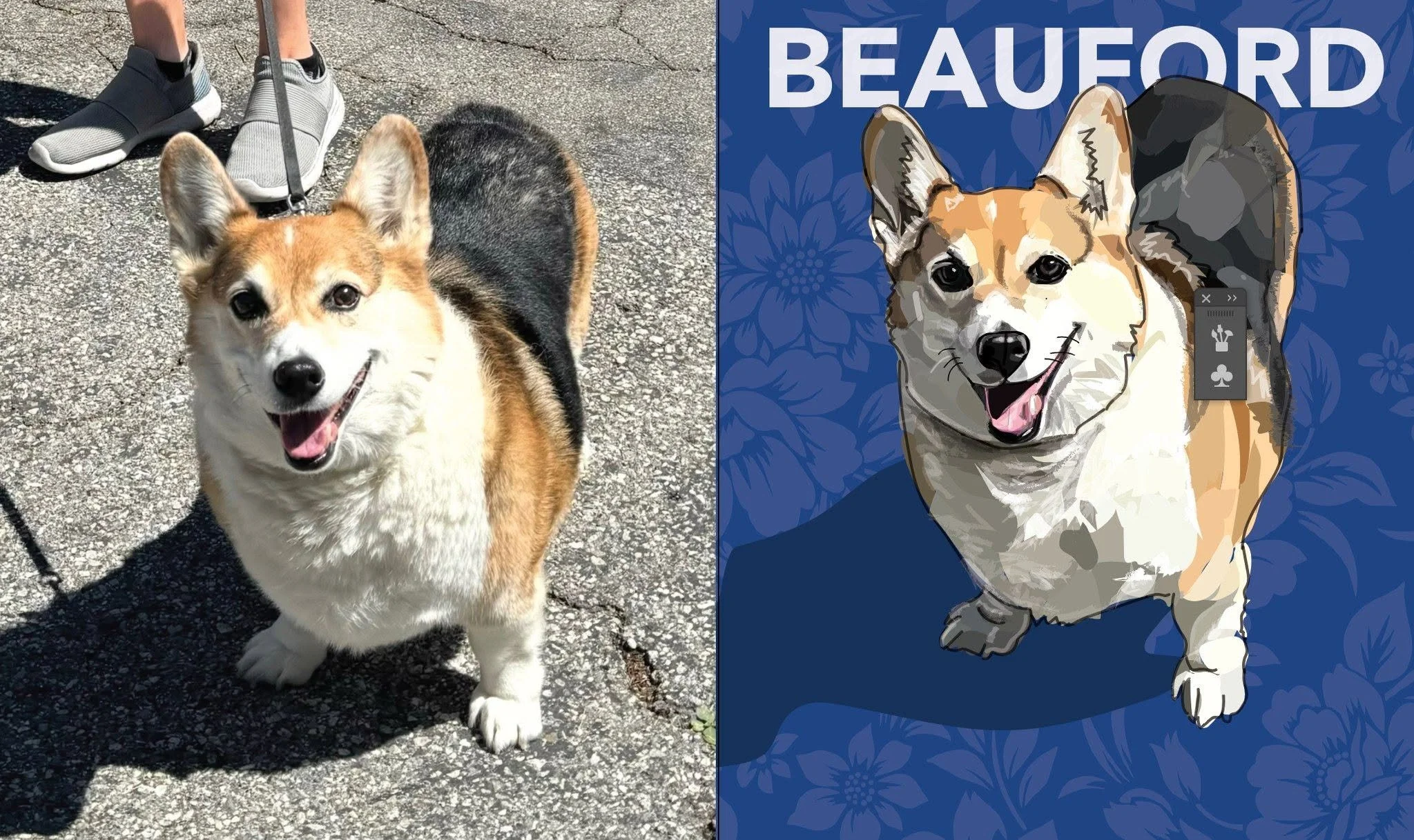 Split image with a photo of a corgi dog on the left and a cartoon illustration of a corgi on the right, with the word 'BEAUFORD' above the illustration.