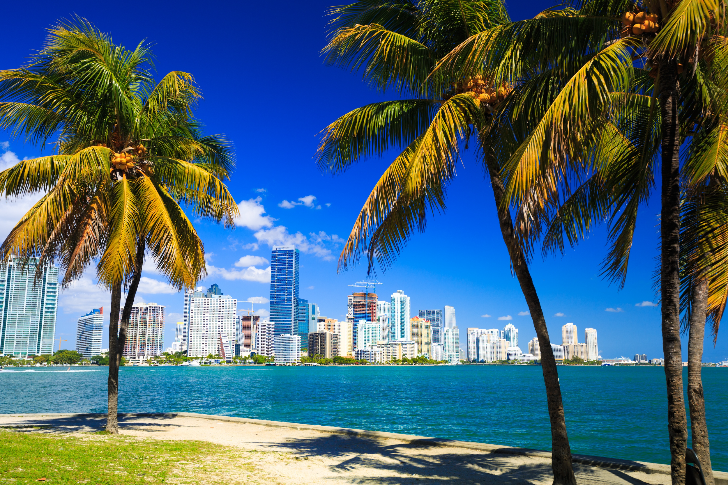 Scenic view of downtown Miami, Florida with palm trees in the foreground and modern skyscrapers across the blue waterfront — representing PRG’s clinical trial expansion in Florida.