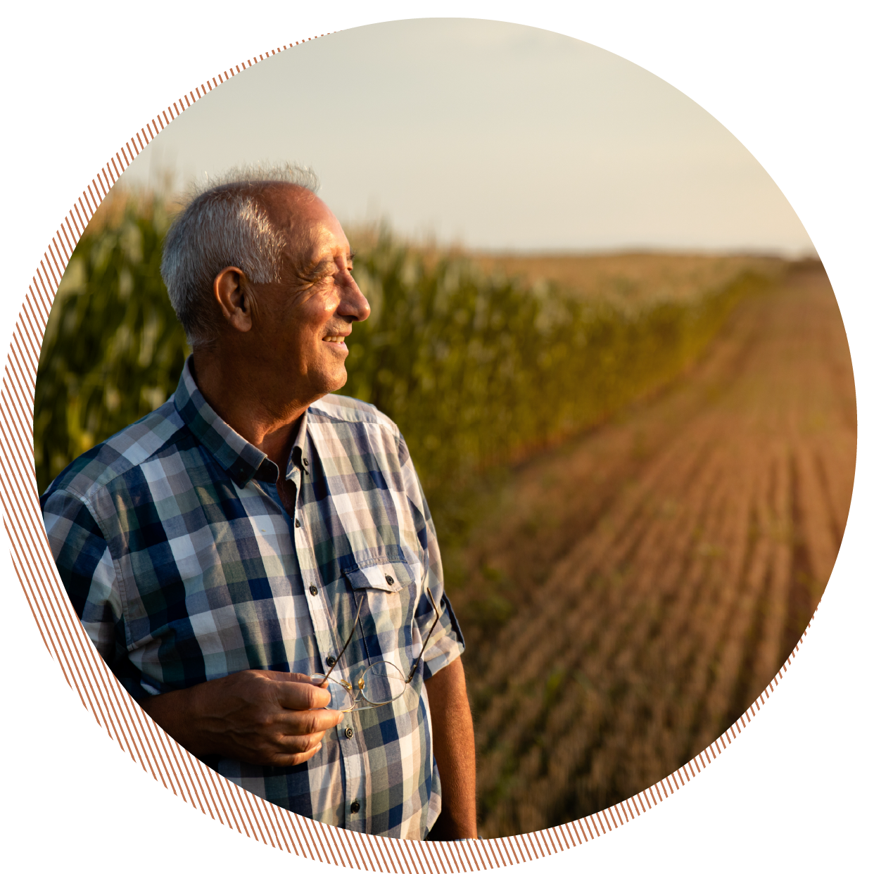 An elderly man standing in a field of crops, smiling and holding glasses, with the setting sun in the background.