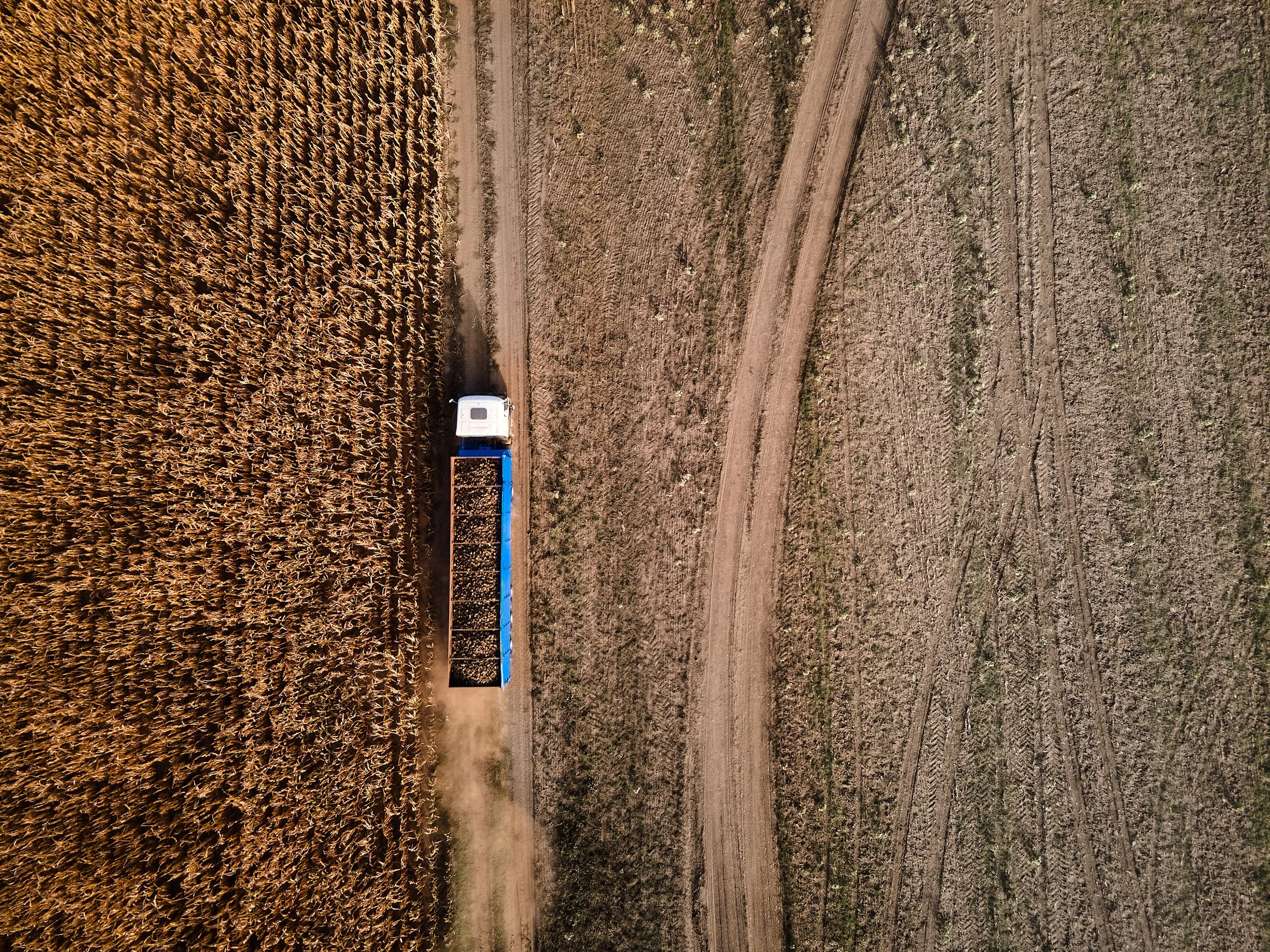 An aerial view of a tractor in a cornfield during harvest, with a dirt road running between the corn and the cleared land.