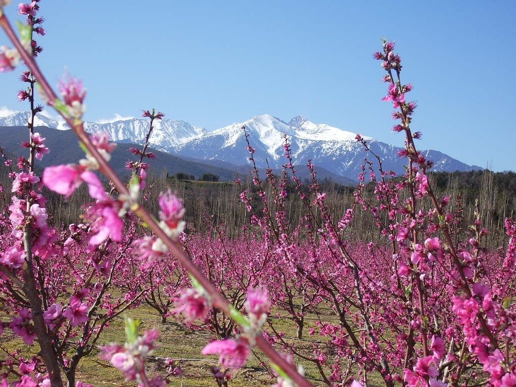 Pyrénées mountains