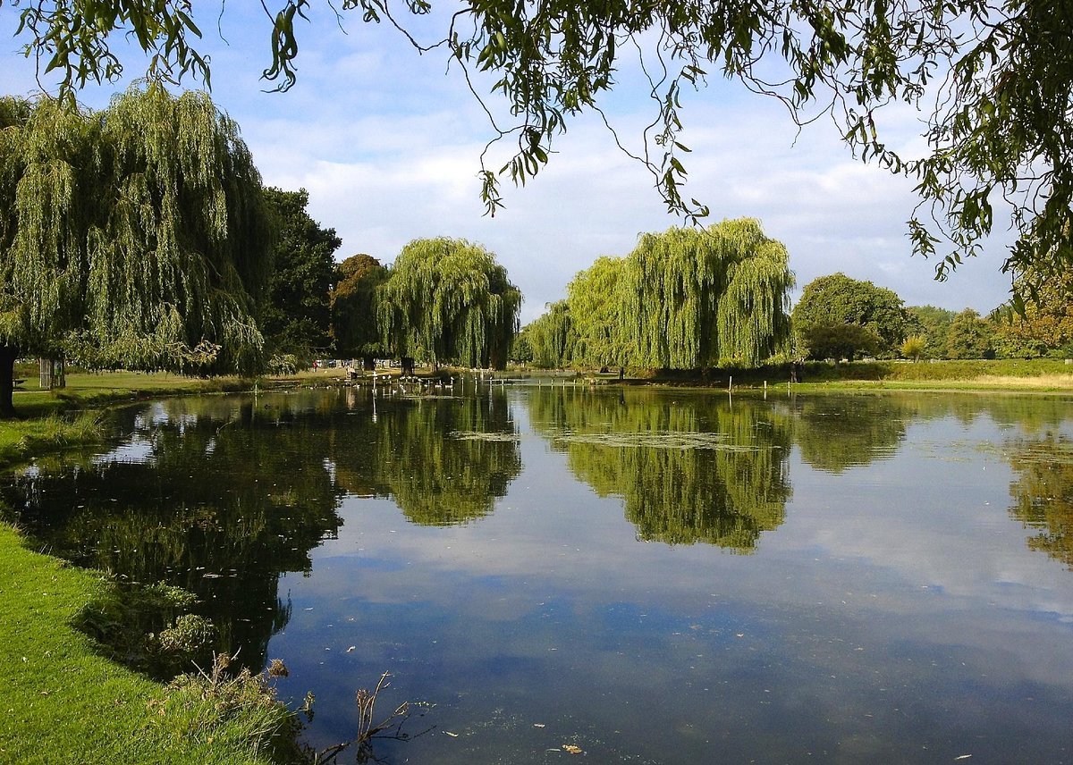 bushy-park.jpg