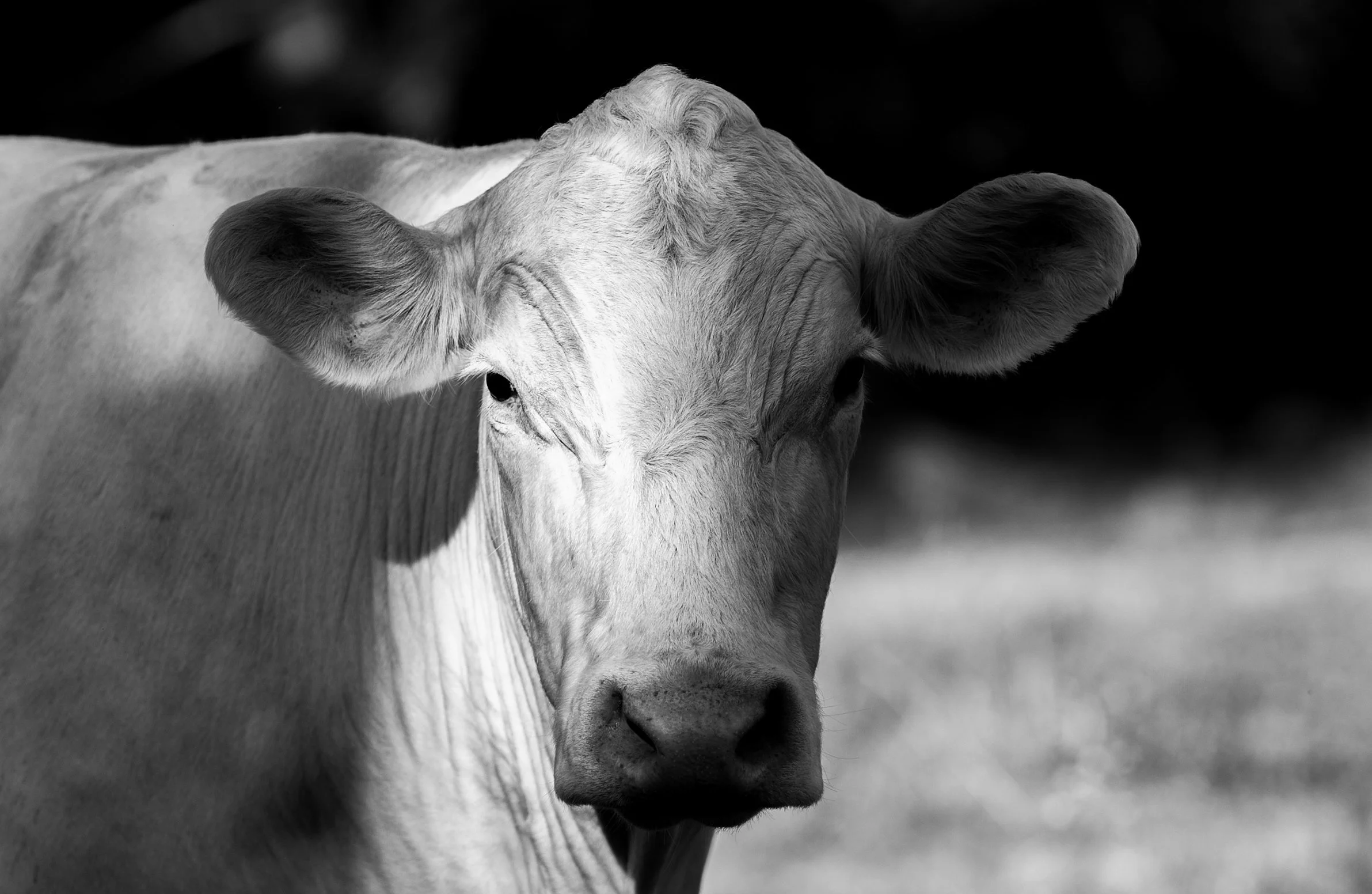 Shanks Cattle Farm photoshoot: Cow 