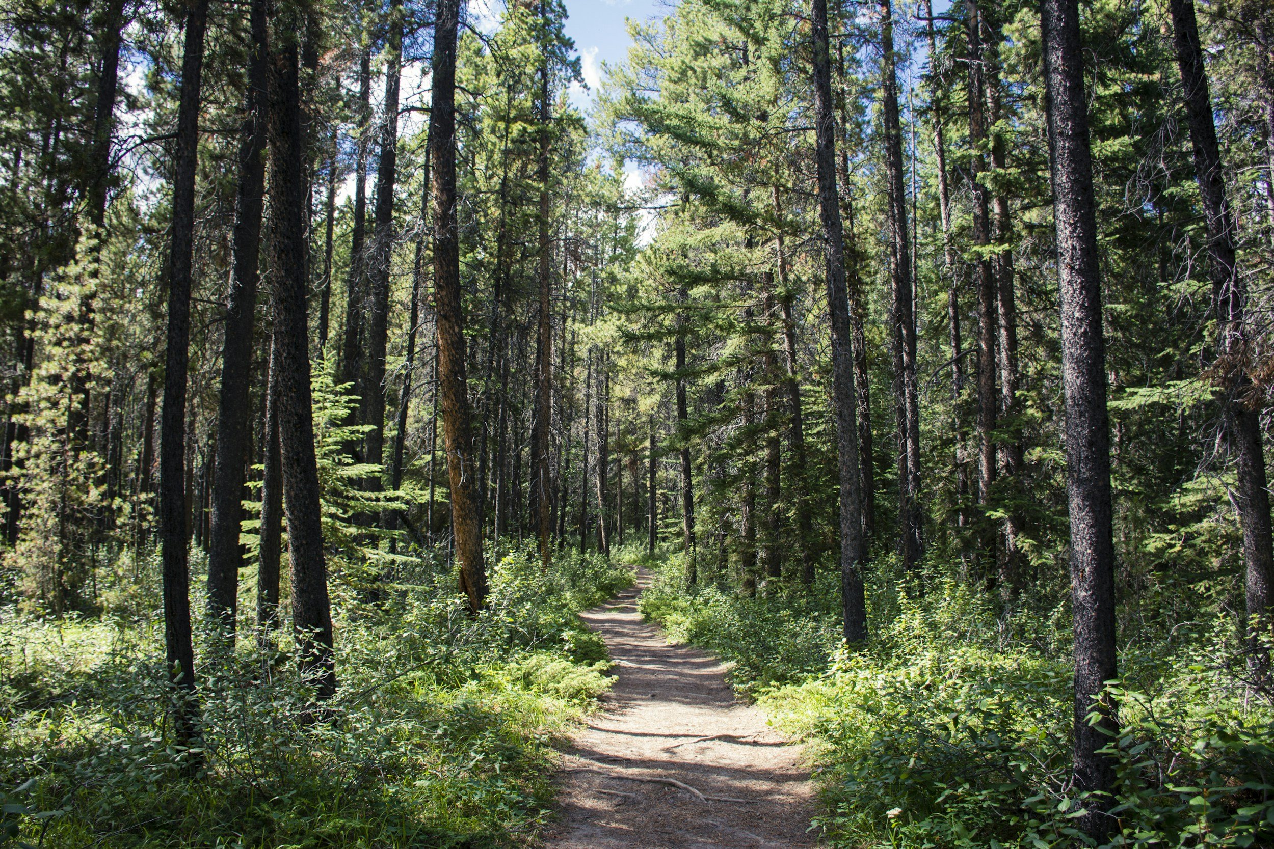A forest scene with tall pine trees, a dirt path winding through green underbrush, and sunlight filtering through the foliage.