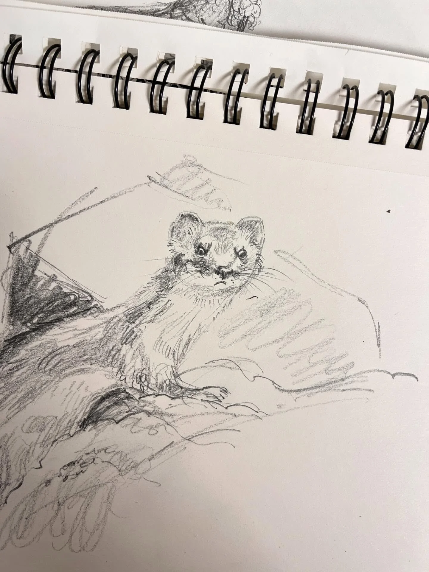 So much of wildlife is about being pissed off. Swipe to see how I did not make this up 🤣
.
If you&rsquo;re wondering why I&rsquo;m sketching an ermine, I&rsquo;m working on another magazine article, this time about Carden Alvar&mdash;going to print 