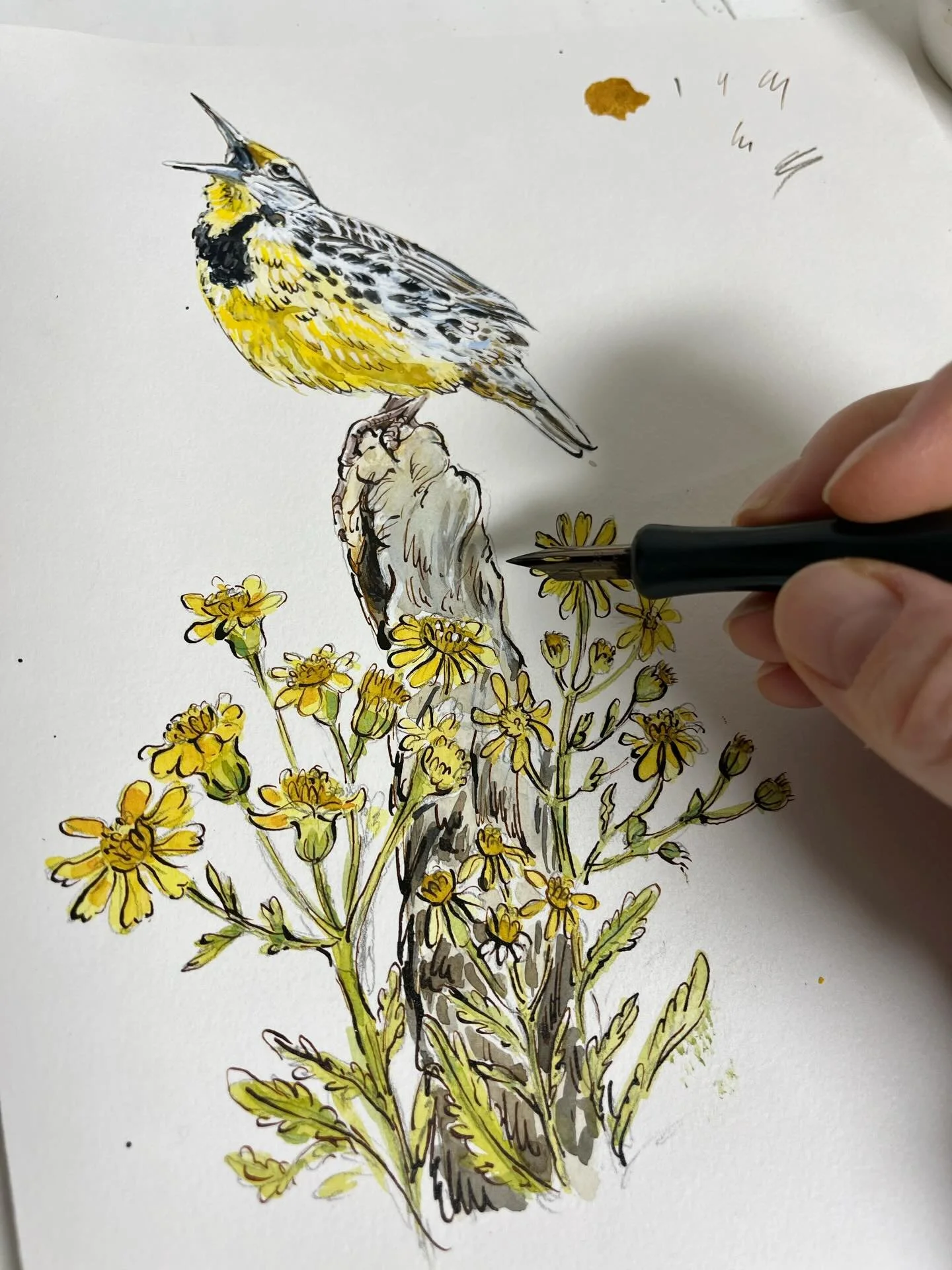 Warming up with some ink and nib which after a long hiatus of it is very welcome. I&rsquo;m enjoying working more loosely as I once did and not so realistically. My brain can&rsquo;t do that anymore! 
.
Meadowlark &amp; Balsam Ragwort
Acrylic ink, wa