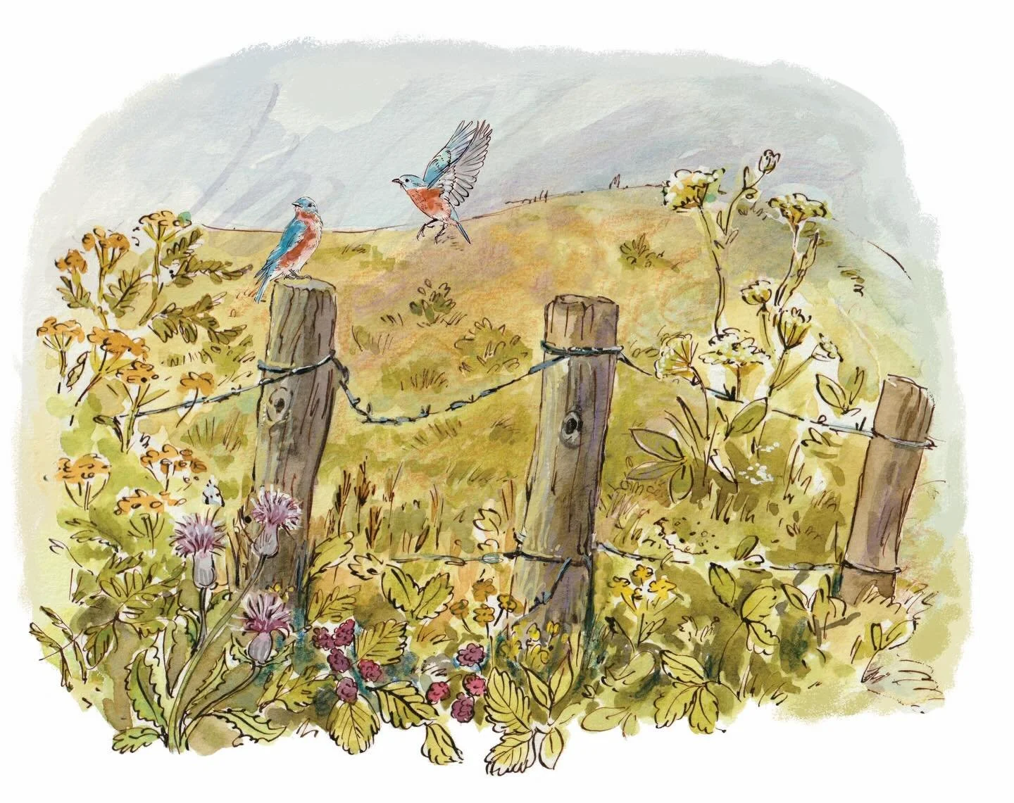 And the two spots for @project_upland magazine. Check out my last post to see the full pager! 
.
For the article &ldquo;In Search of the Last Bobwhite&rdquo; by Michael Fitzgerald 
.
Strawberry Snail Illustrations | Editorial Illustration | Hand-pain