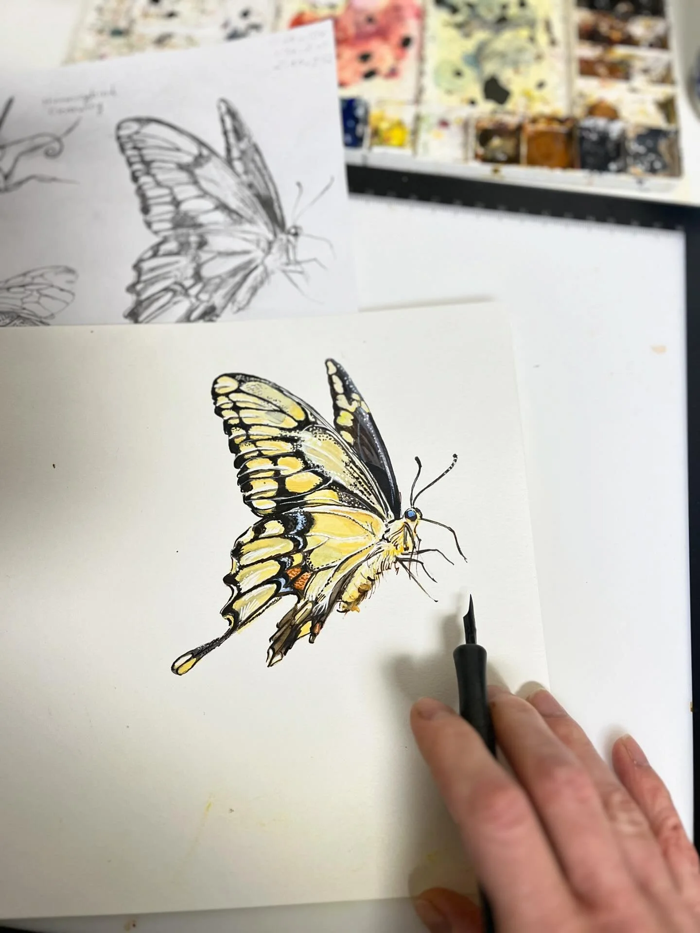 Eastern Giant Swallowtail
Watercolour, ink, gouache 

Editorial Illustration | Nature Illustration | Strawberry Snail Illustration