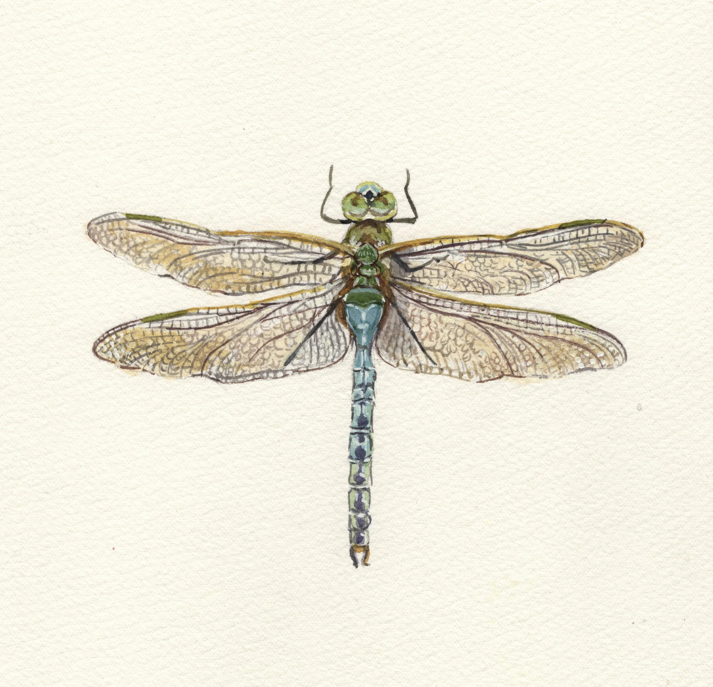 Dragonfly, Original Watercolour