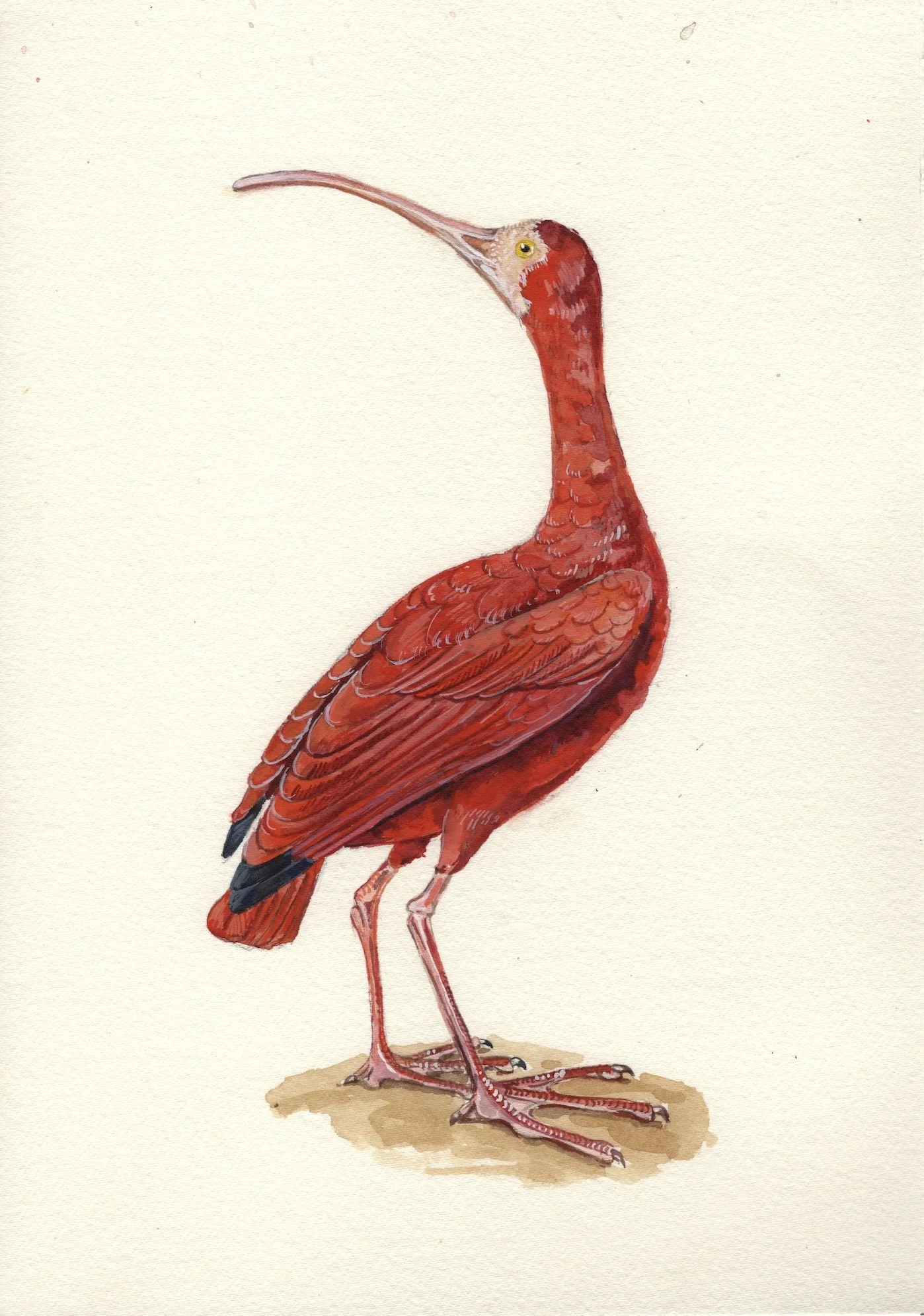 Scarlet Ibis20260722_13344118 copy.jpg