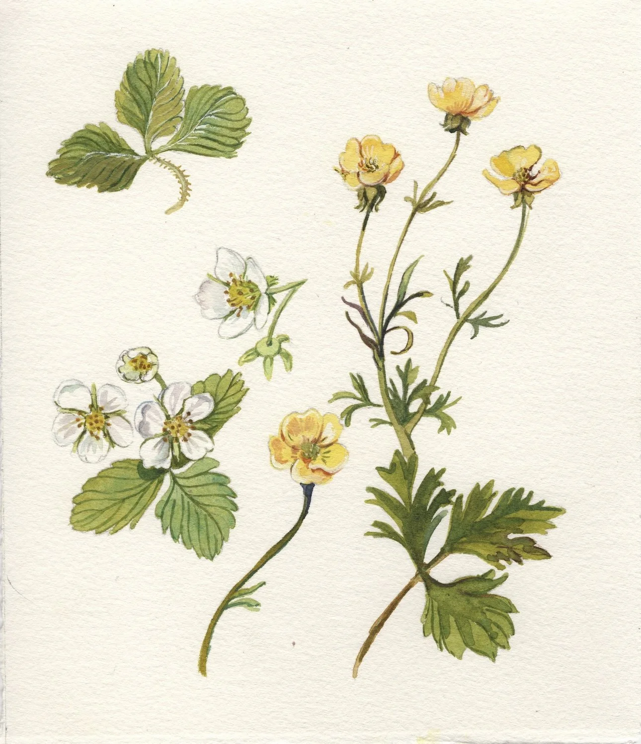 Buttercup & Strawberry motifs20260722_13421406 copy.jpg
