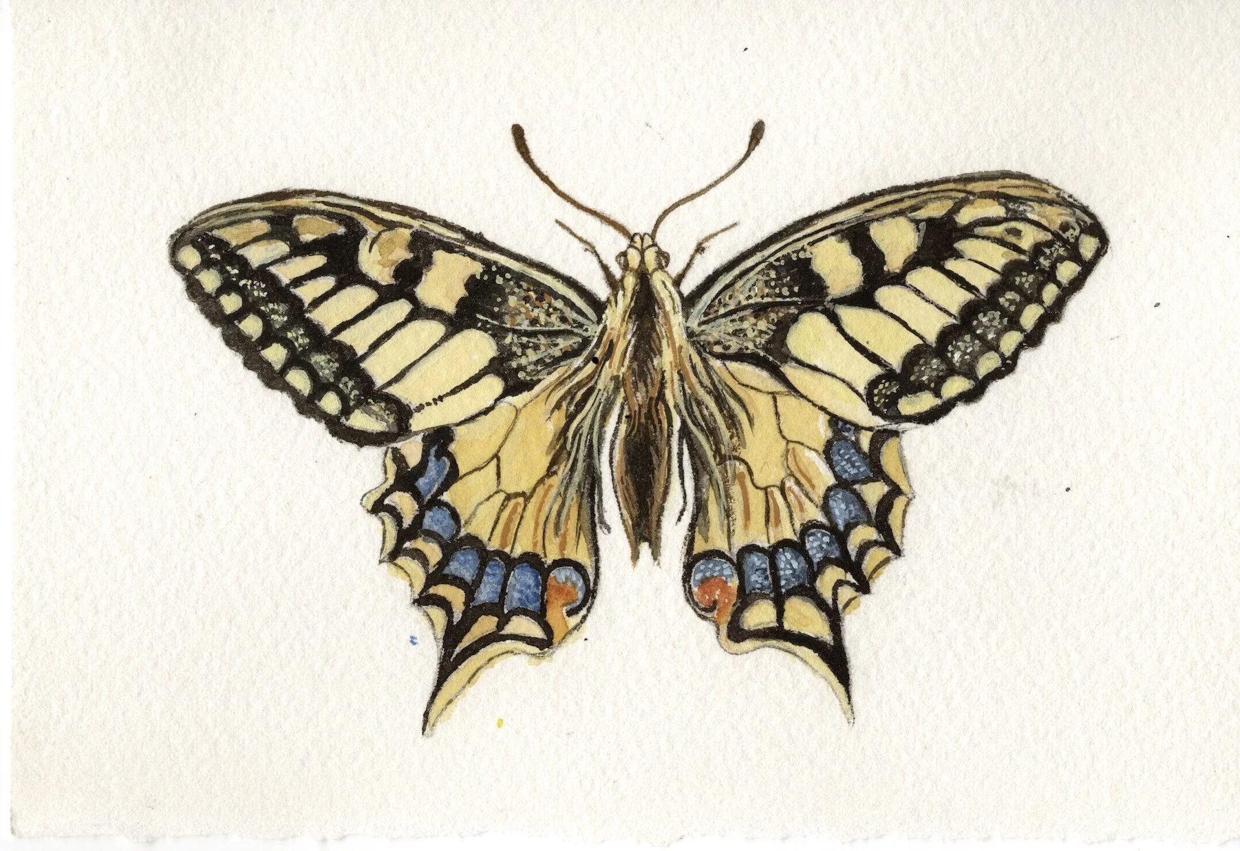 Swallowtail Butterfly, Original Watercolour
