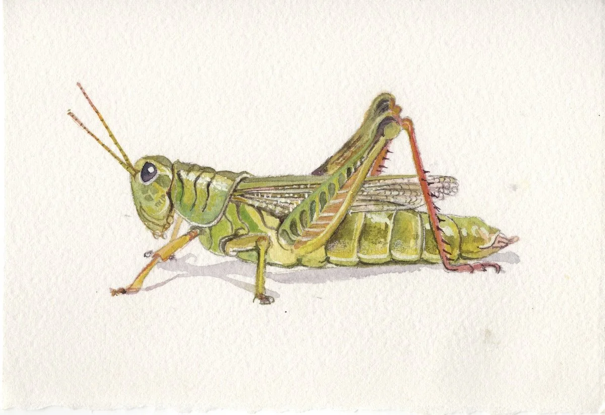 grasshopper20260722_17032813 copy.jpg