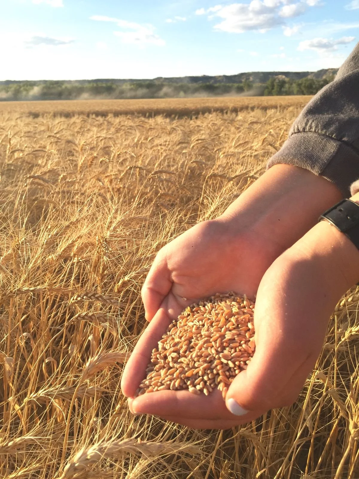 Why Gluten Feels More Problematic Today: A Simple Guide to Understanding the Changes